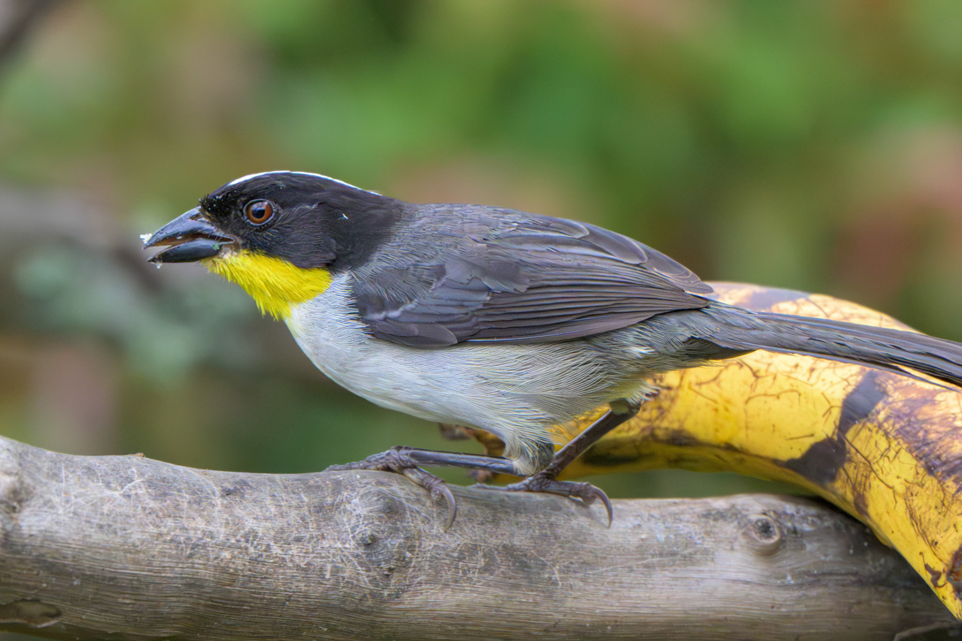 White-naped Brushfinch