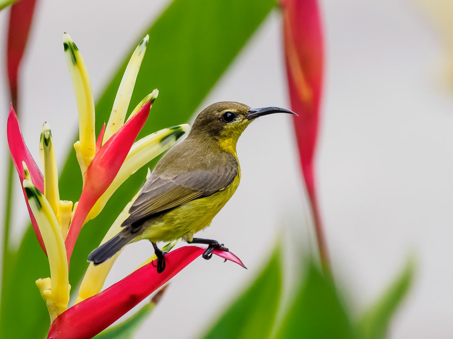 Olive-backed Sunbird