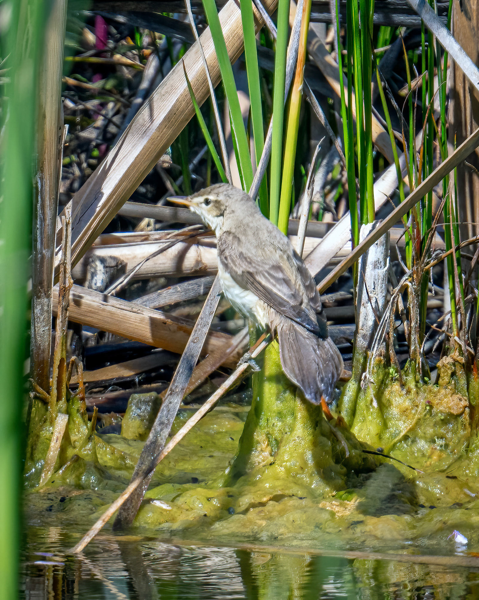Eastern Olivaceous warbler