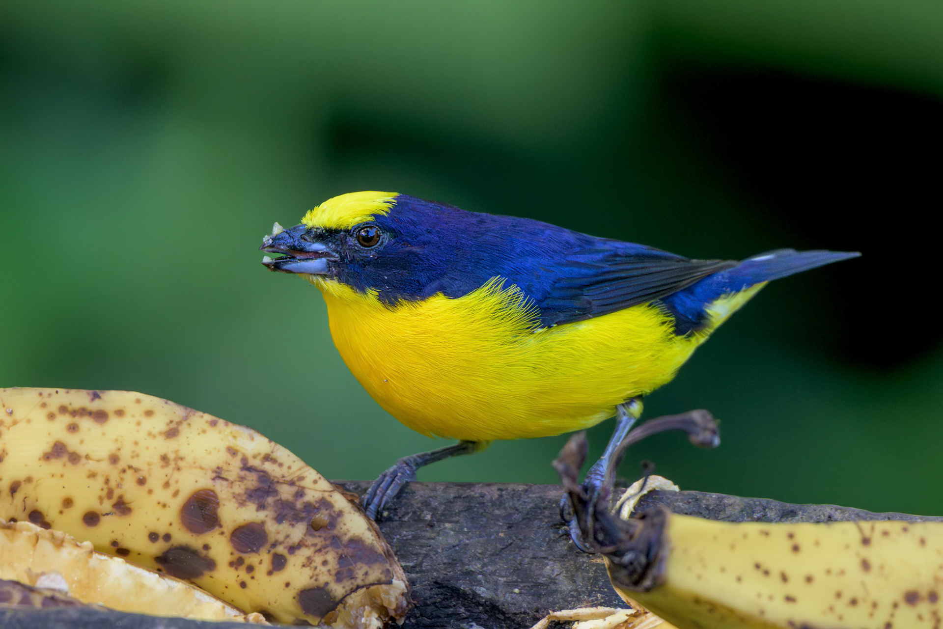 Yellow-throated Euphonia