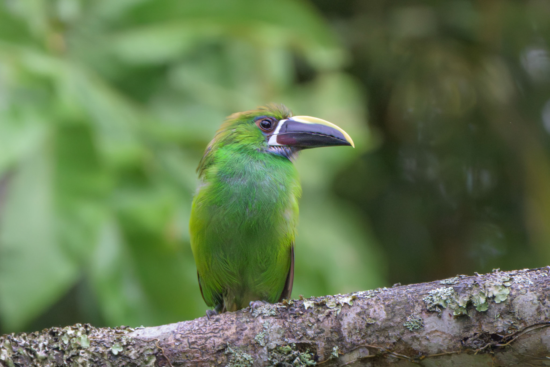 Emerald Toucanet