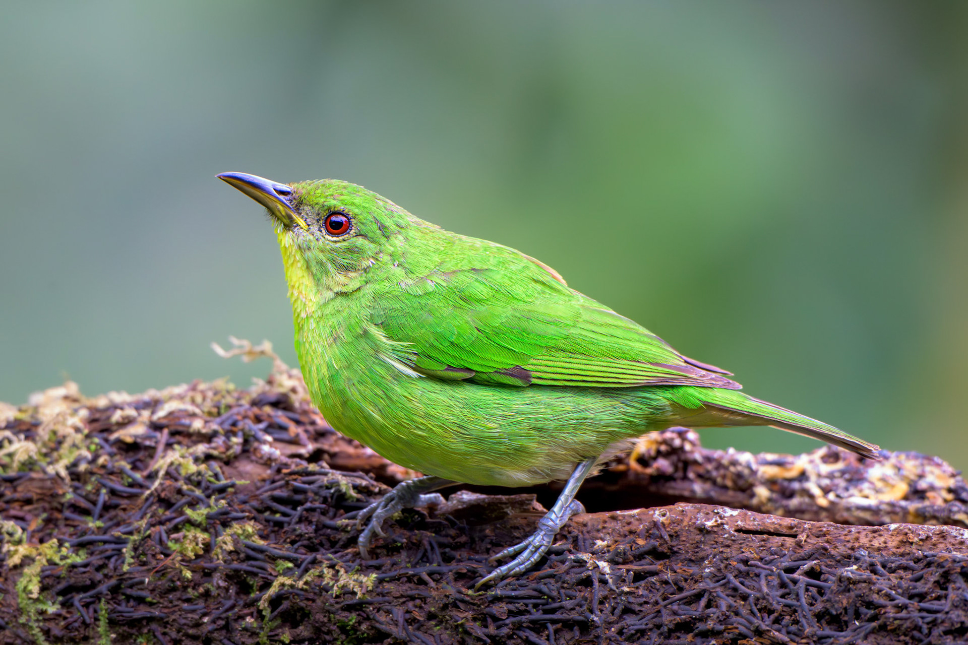 Green Honeycreeper