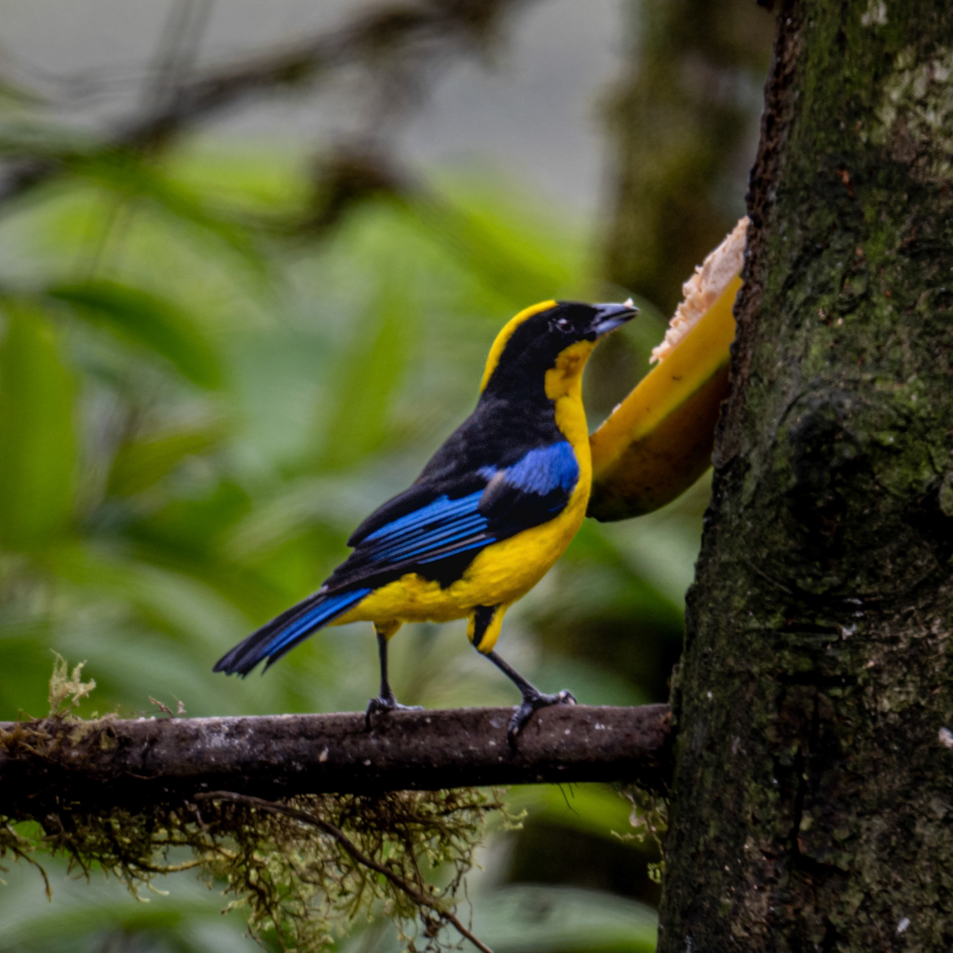 Blue-winged mountain tanager