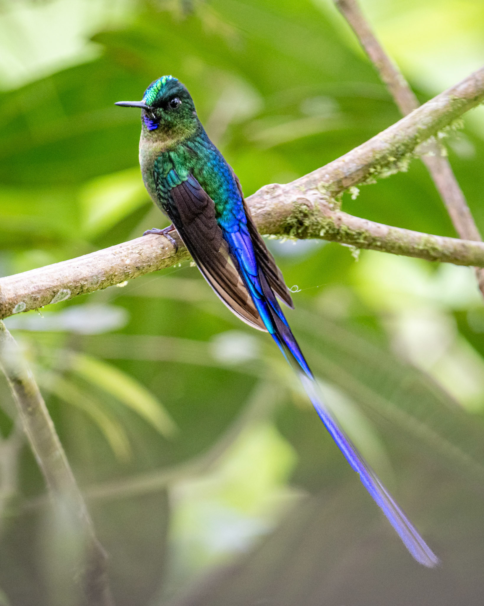 Violet-tailed sylph hummingbird