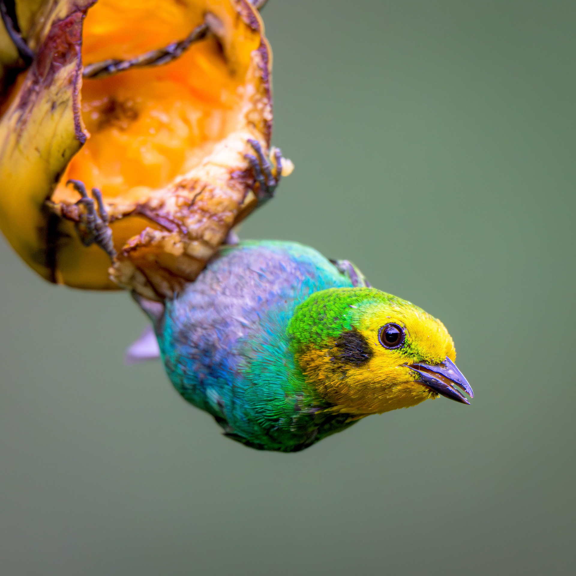 Multicolored Tanager