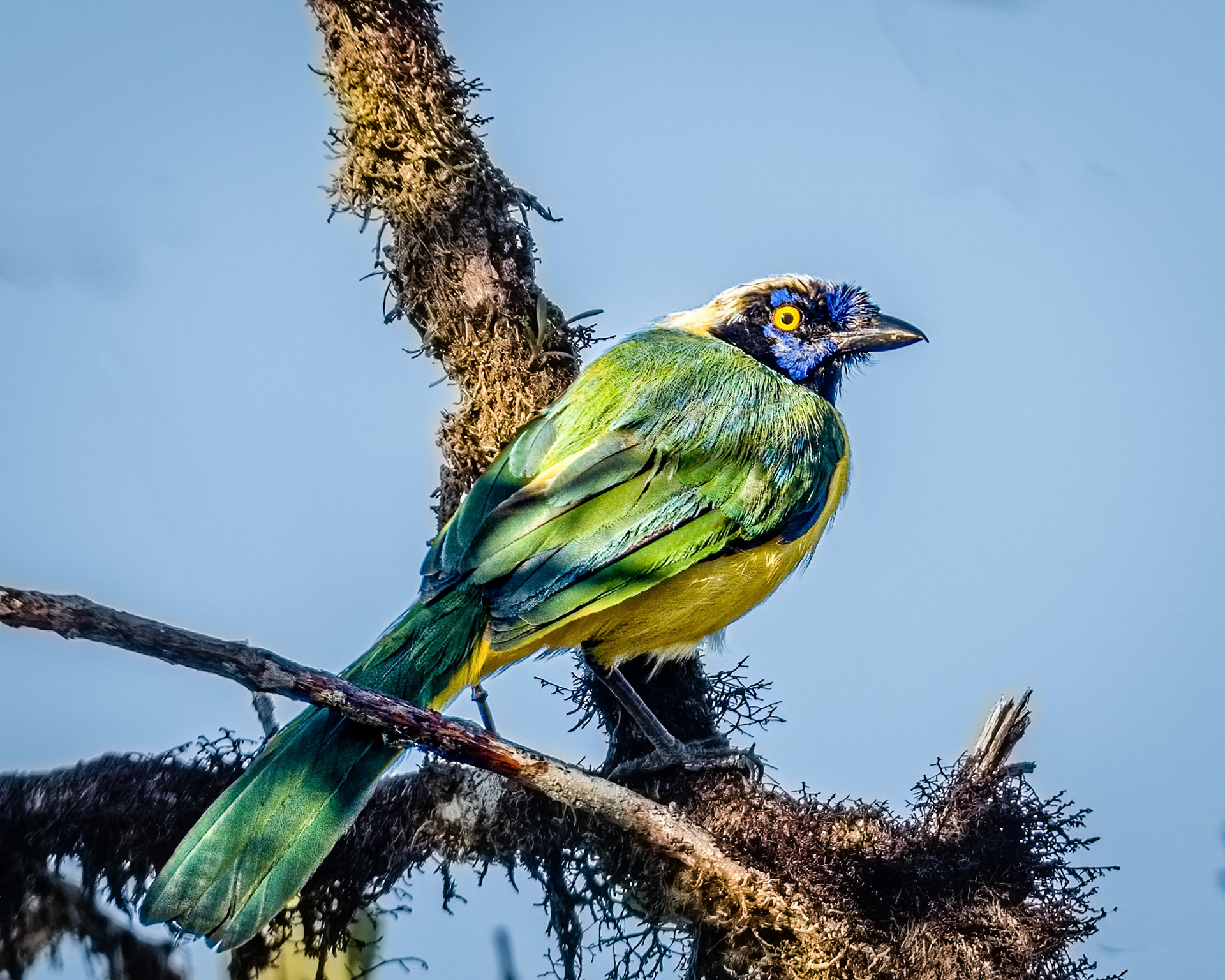Green jay