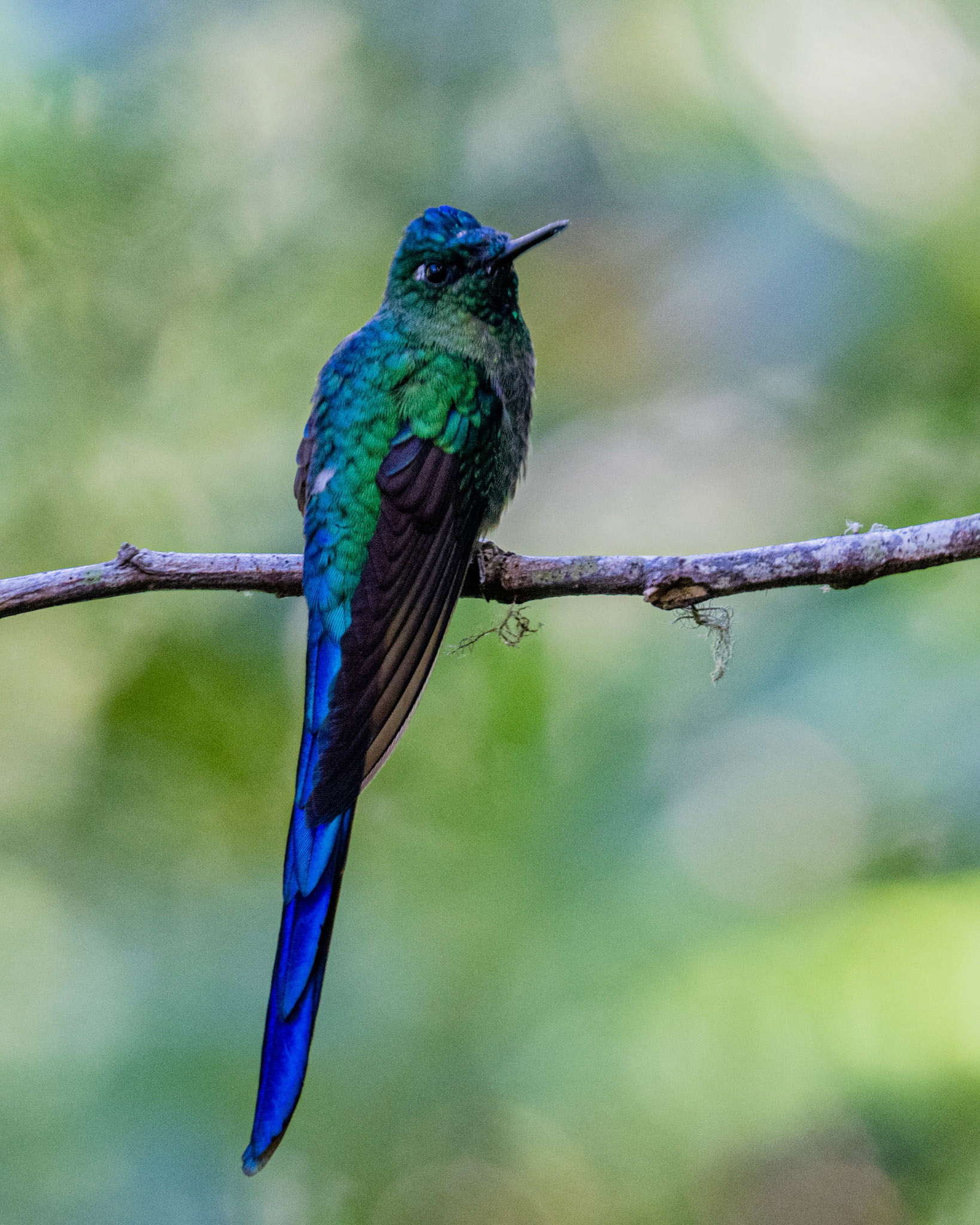Long-tailed Sypj hummingbird