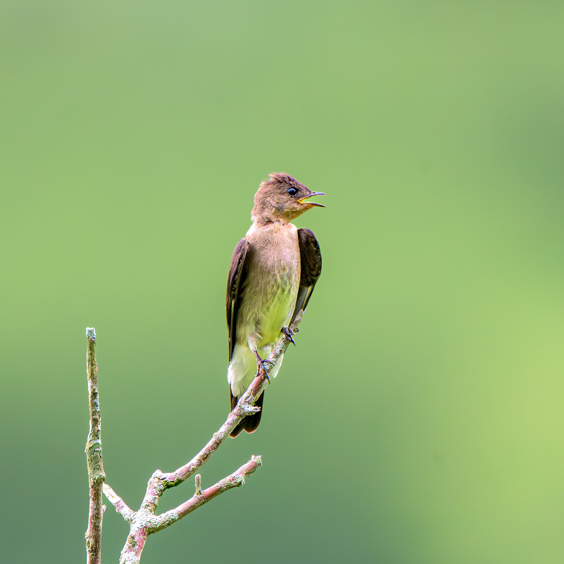 Southern Rough-winged Swallow