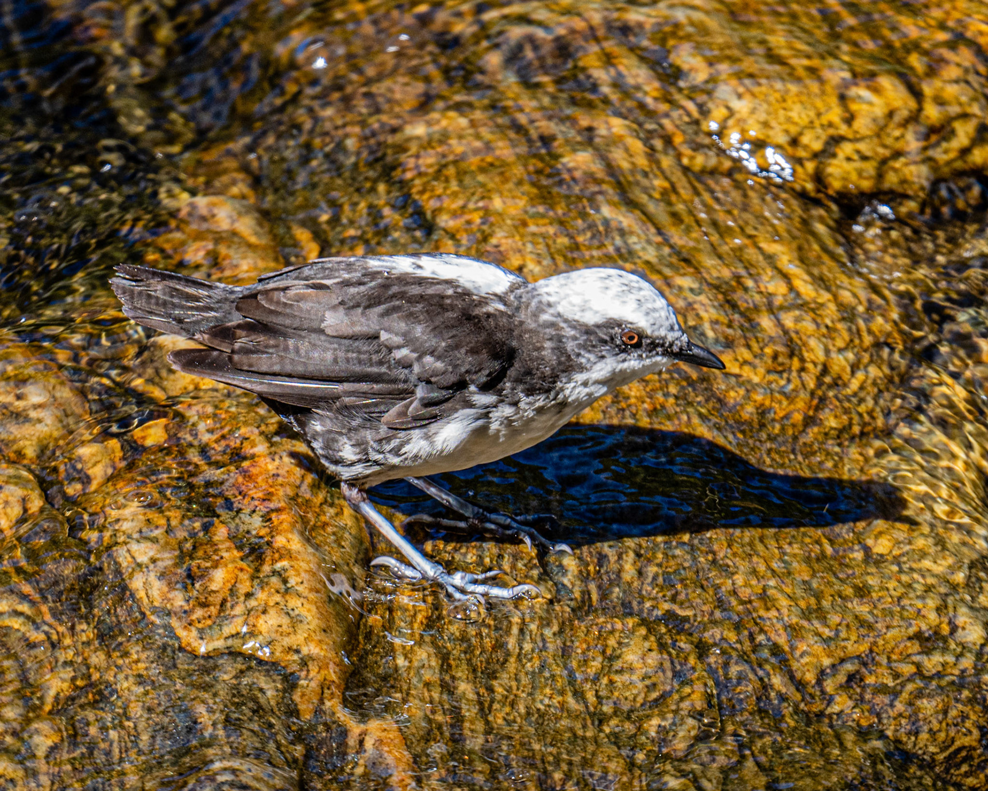 White-capped dipper
