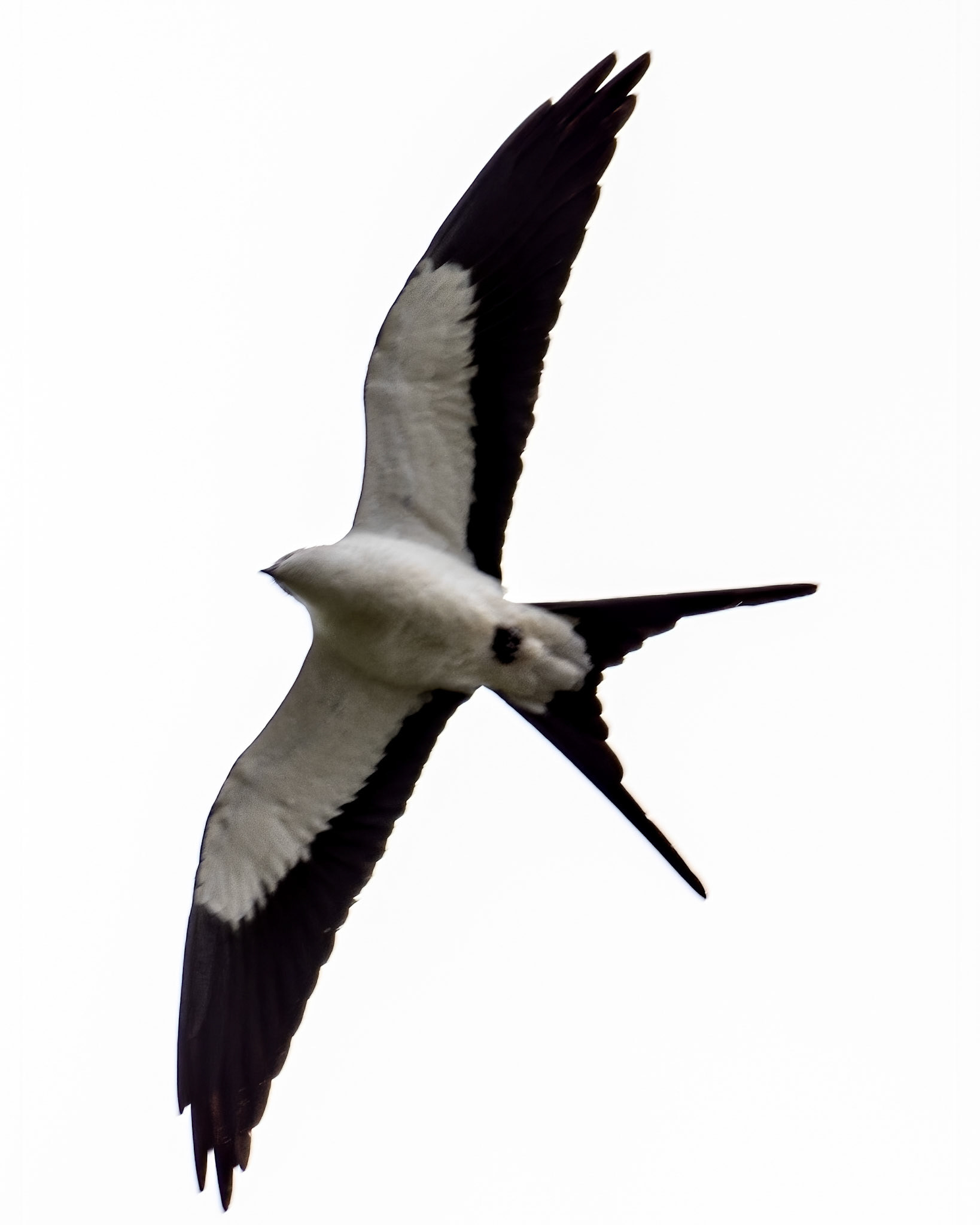 Swallow-tailed kite