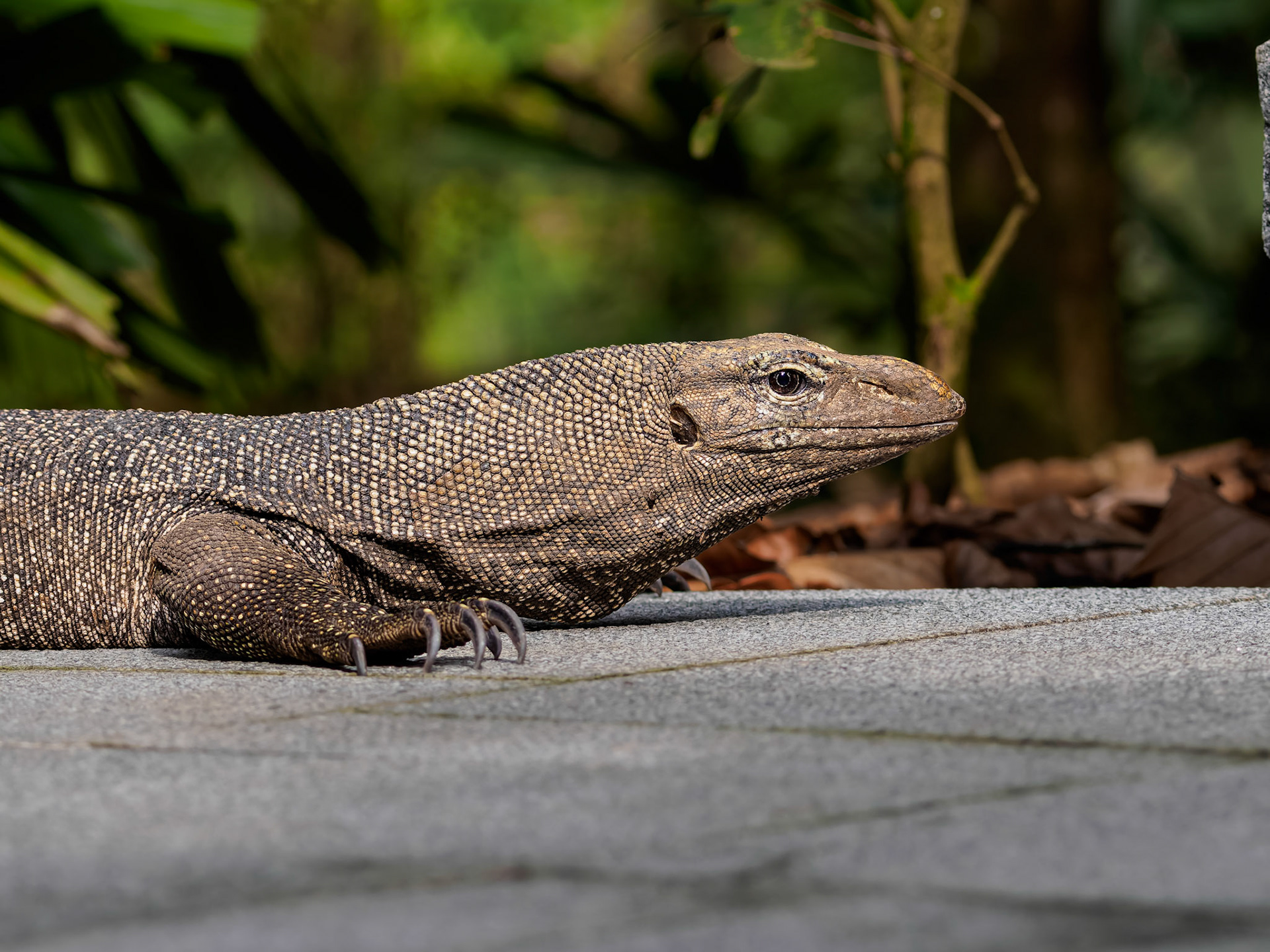 Singapore Botanical Garden - Monitor Lizard