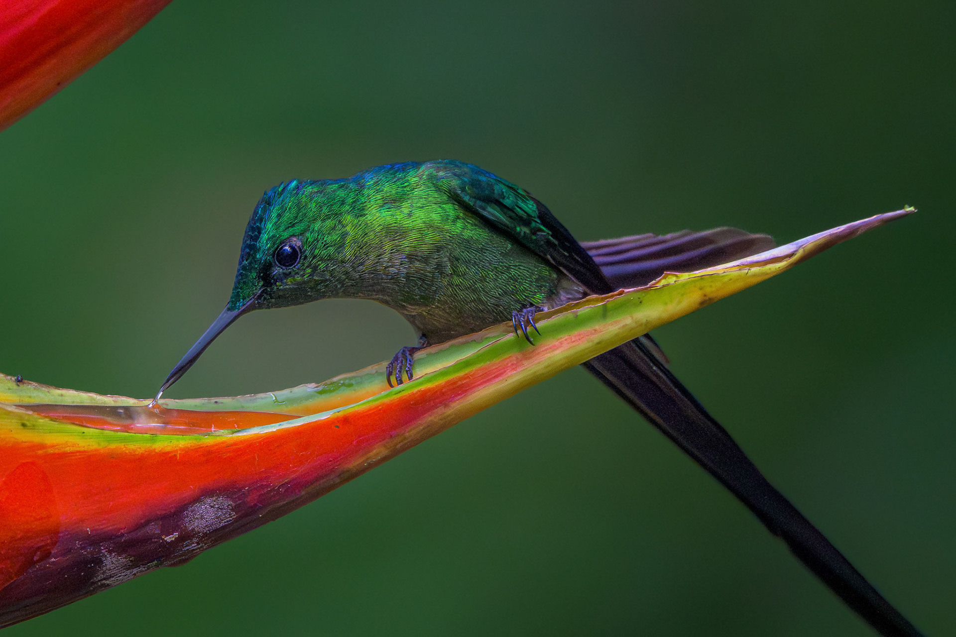 Long-tailed Sylph