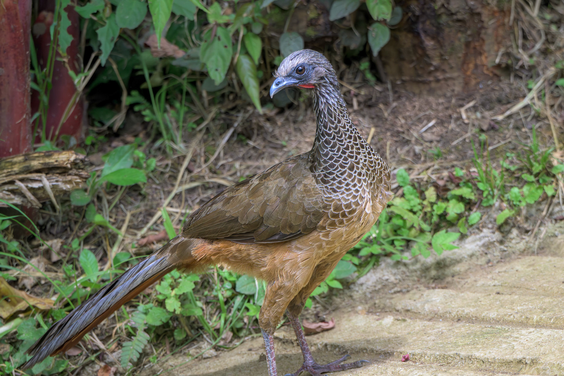Colombian Chachalaca