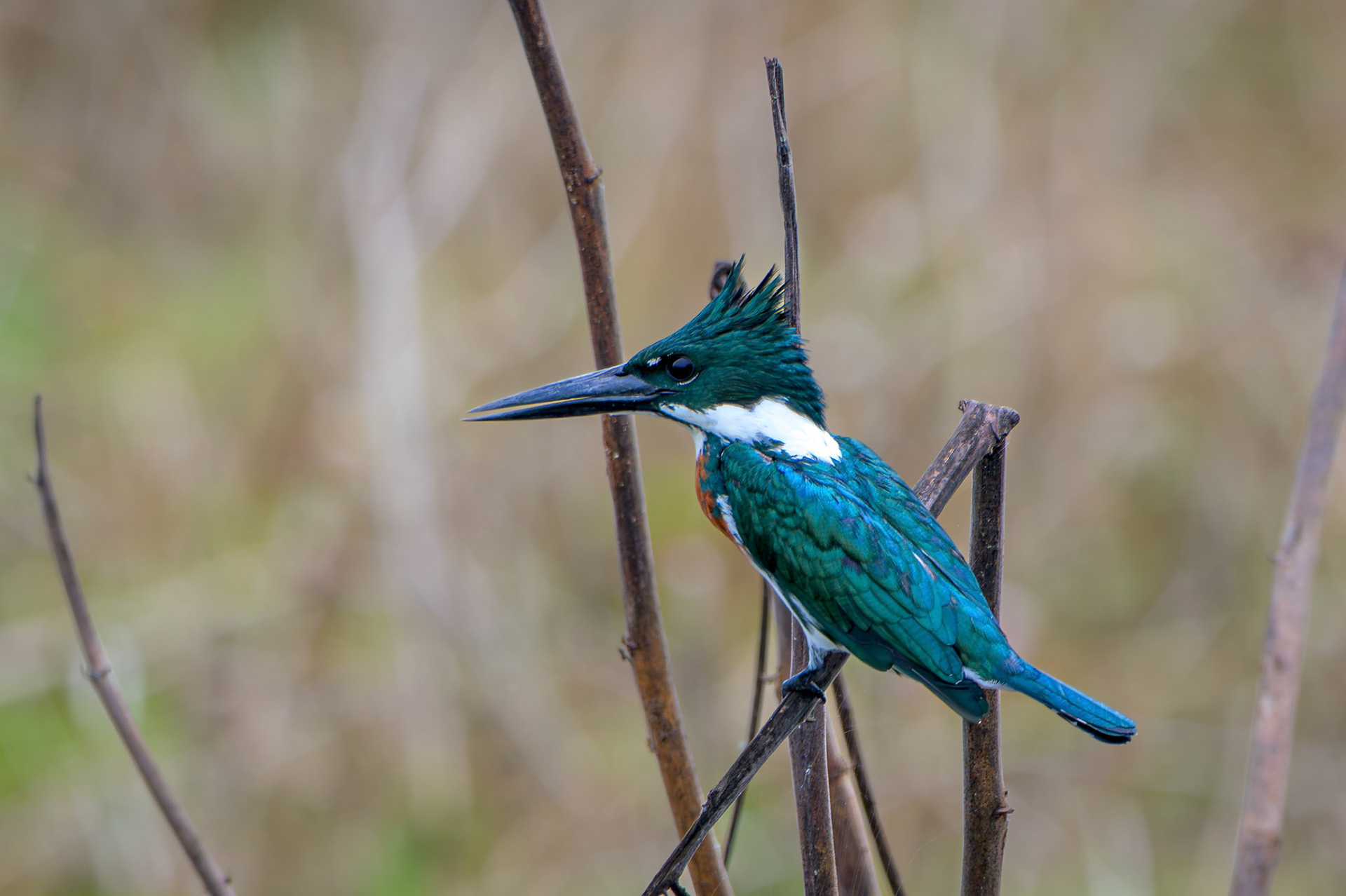 Amazon Kingfisher