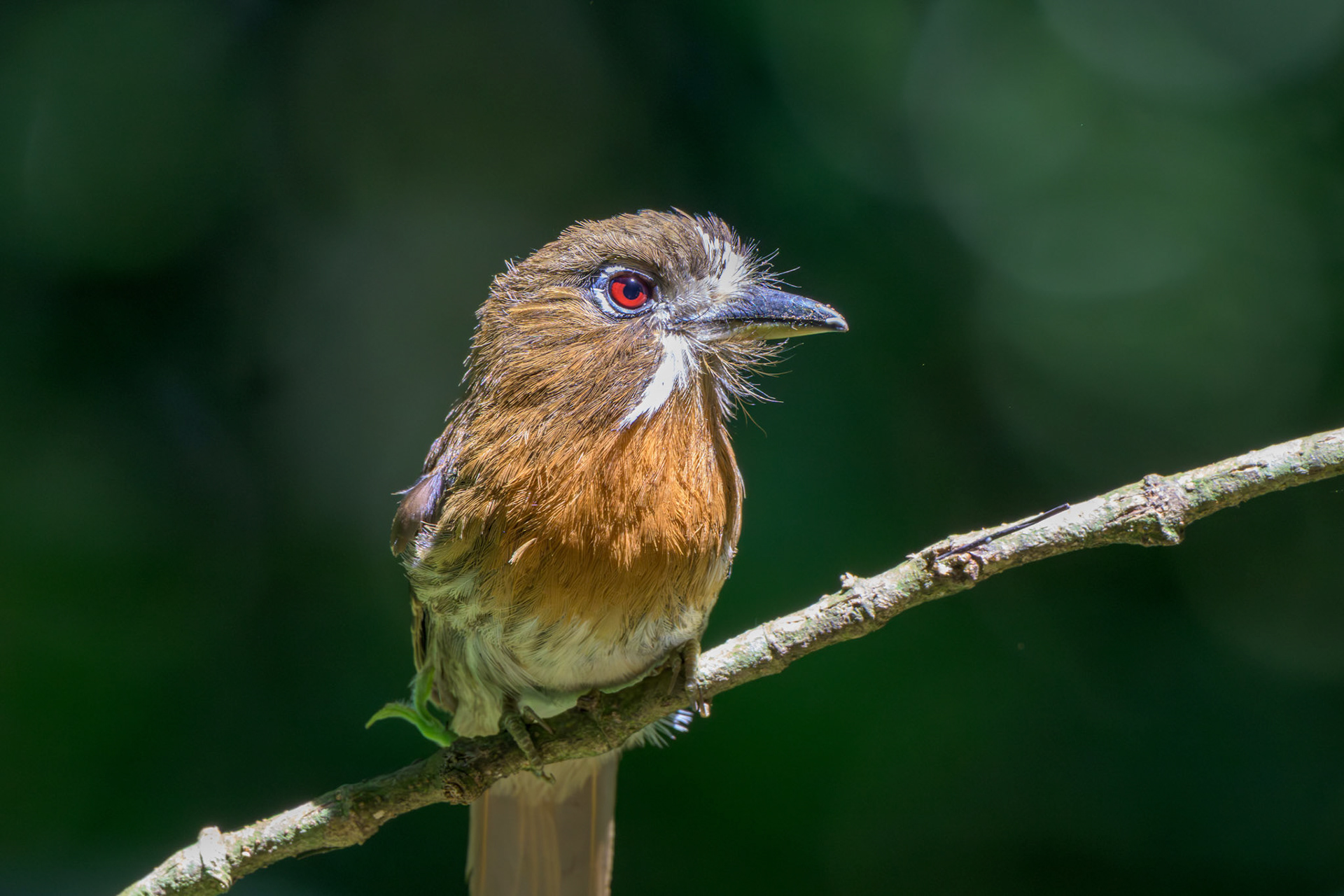 Moustached Puffbird
