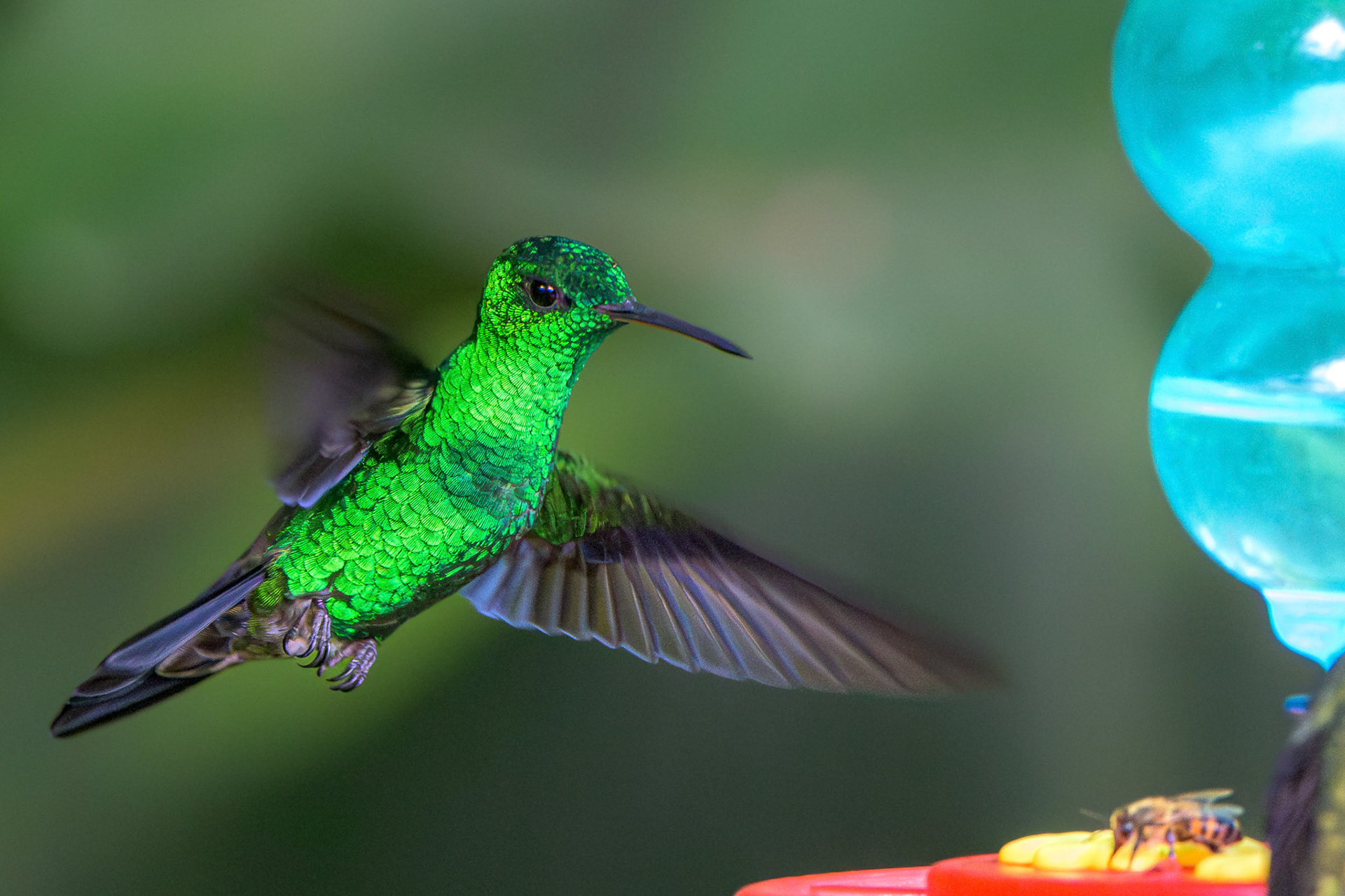 Steely vented Hummingbird