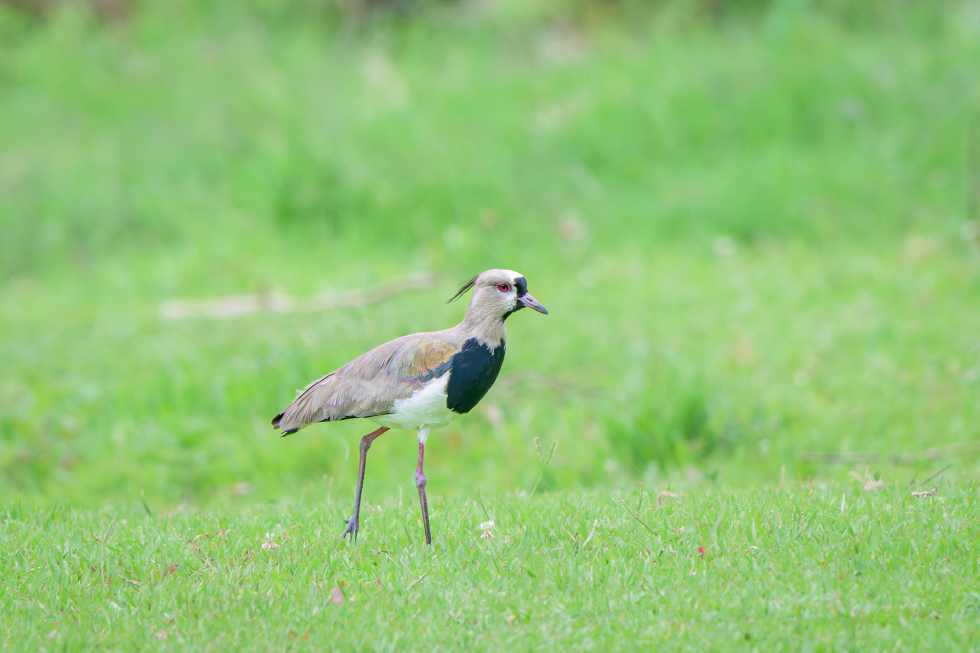 Southern Lapwing