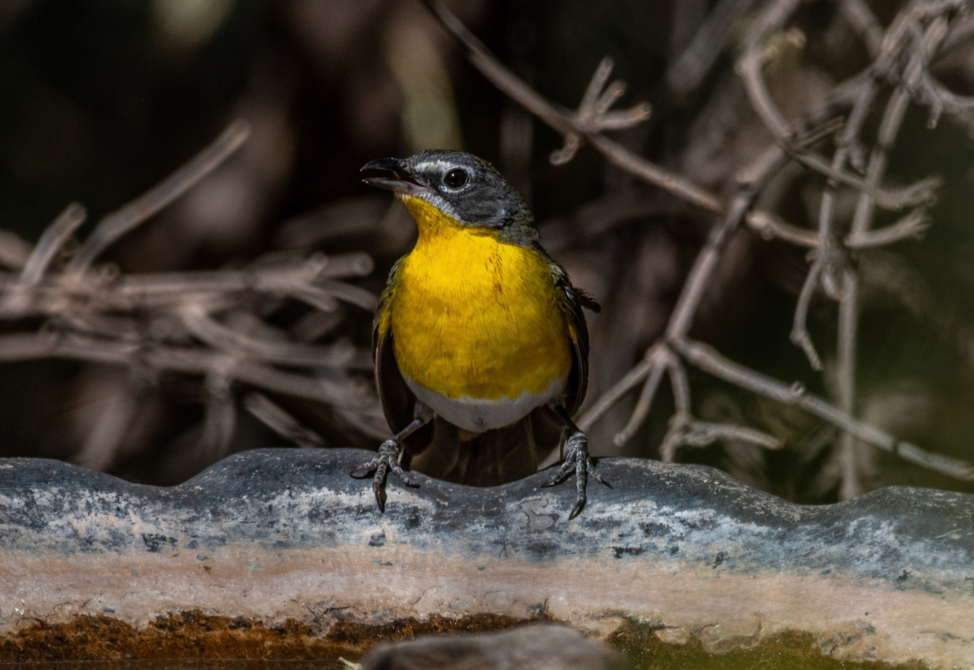 Yellow-breasted Chat