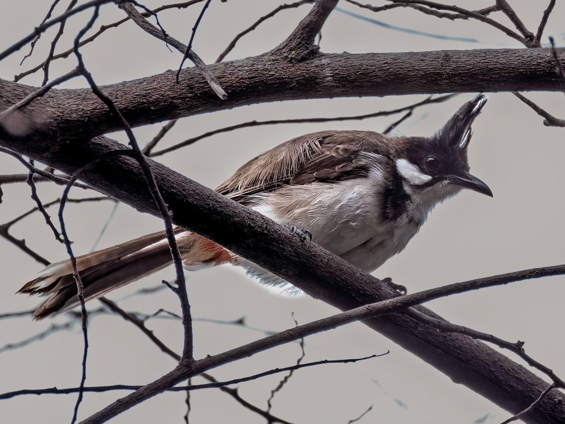 Red-whiskered Bulbul