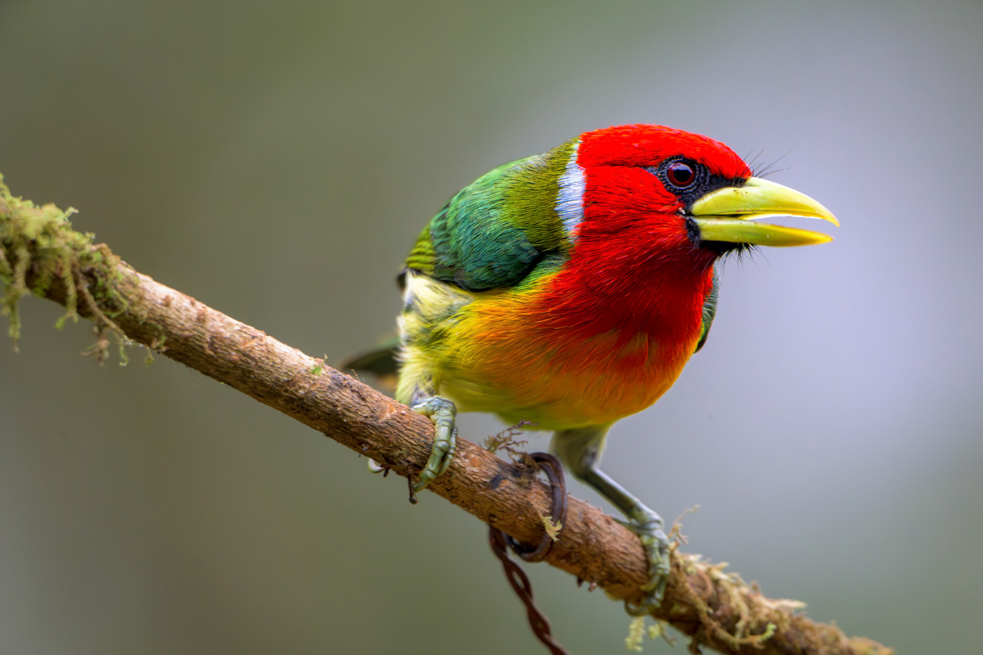 Red-headed Barbet