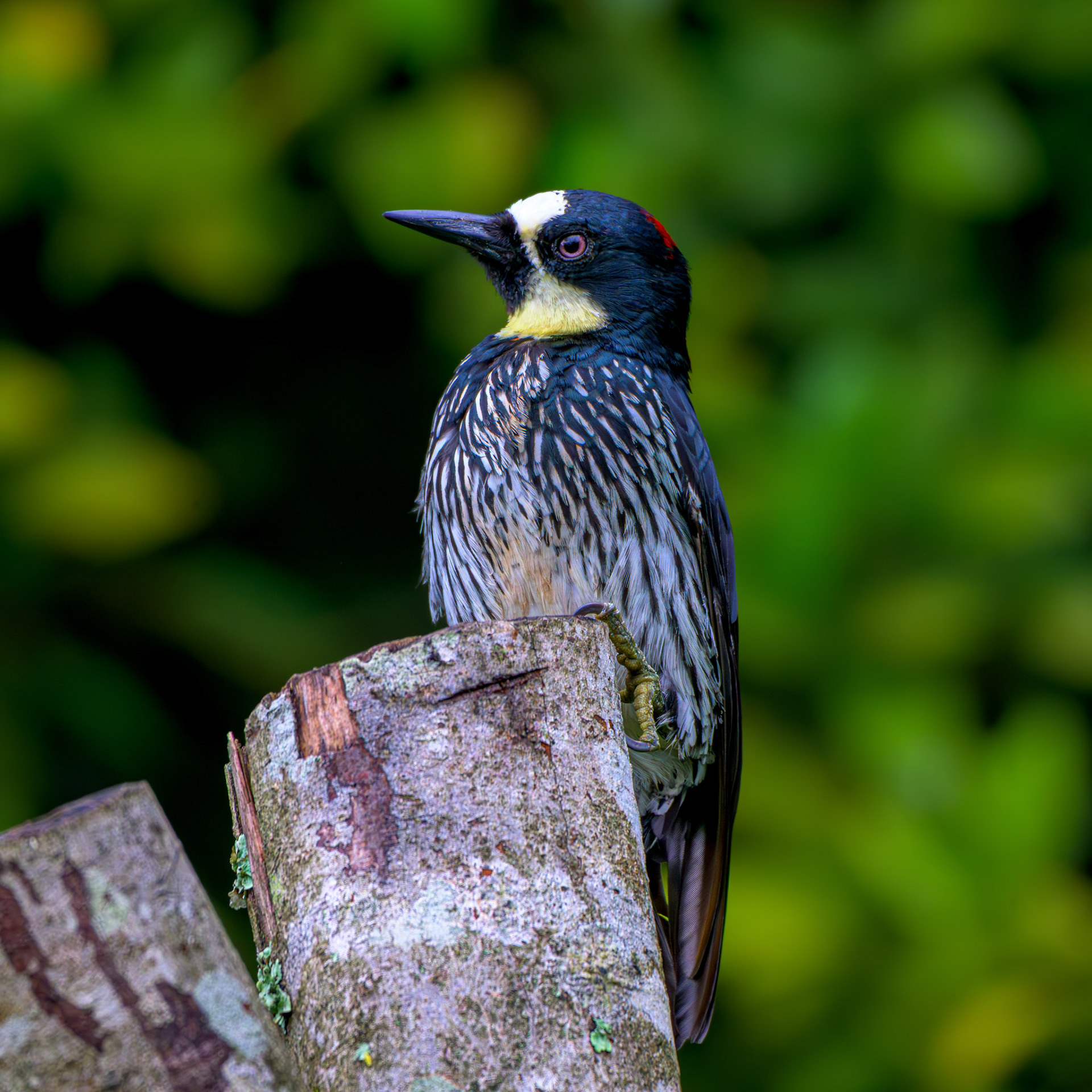 Acorn Woodpecker