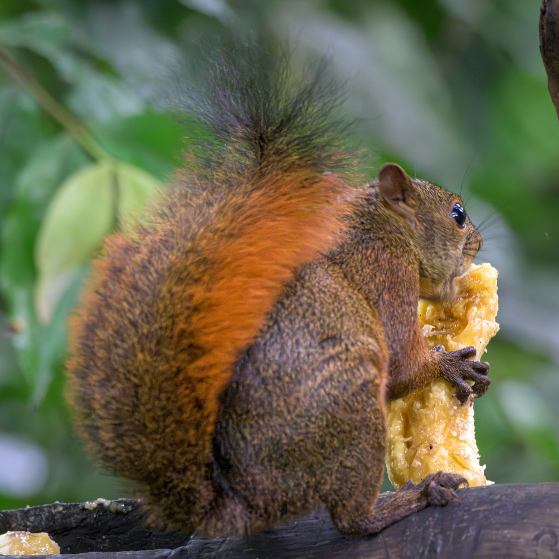 Red-tailed Squirrel