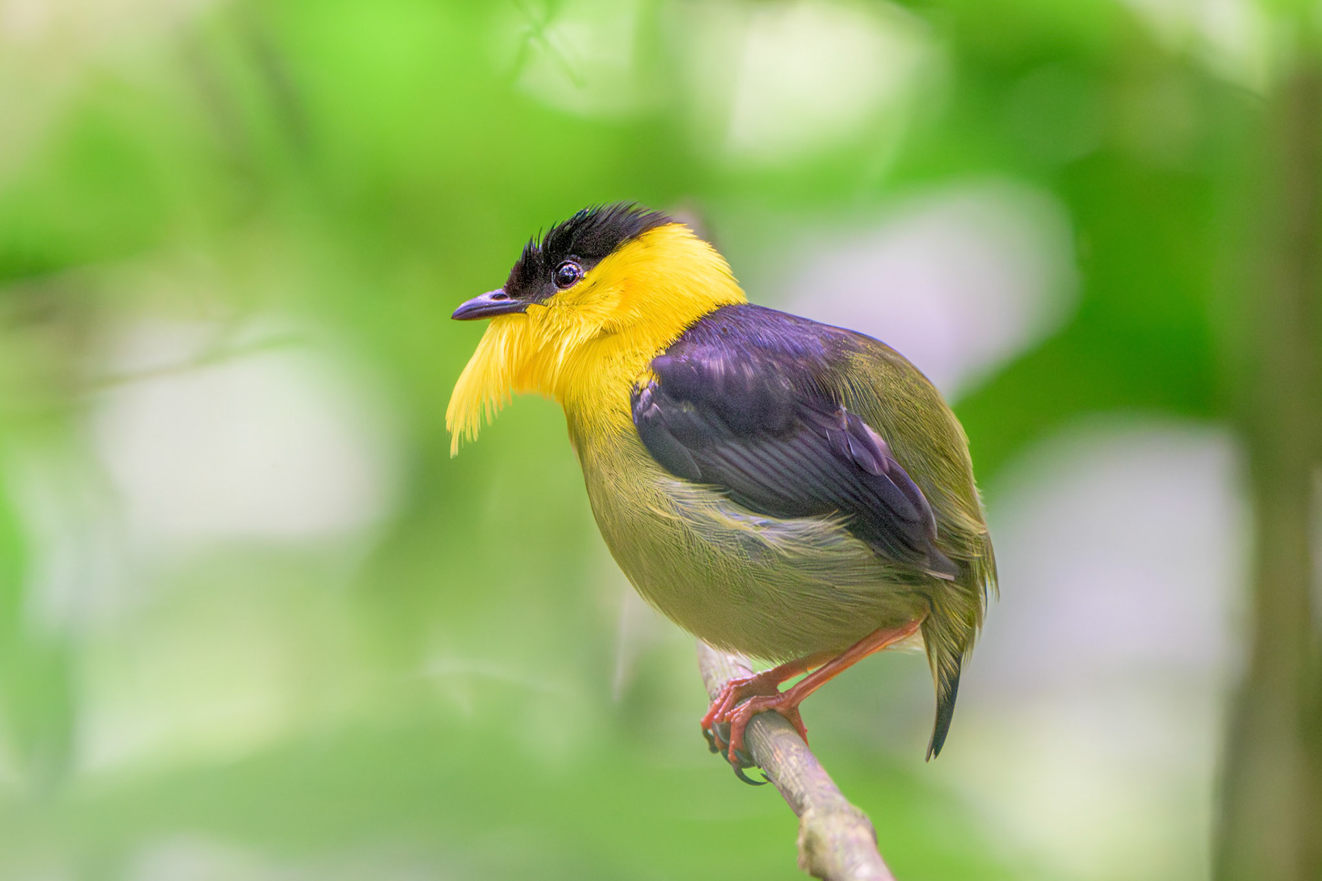 Golden-collared Manakin