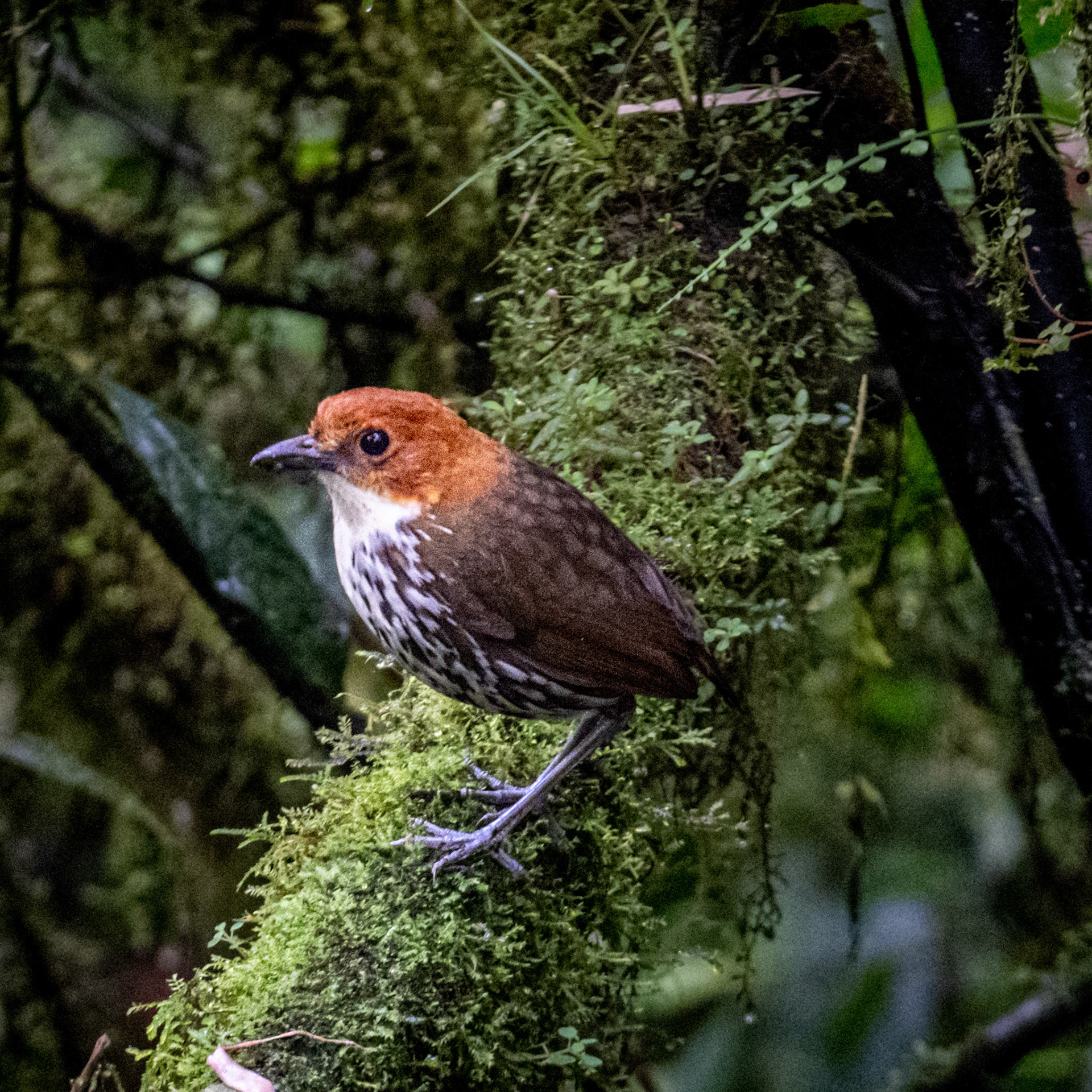 Chestnut-crowned antpitta