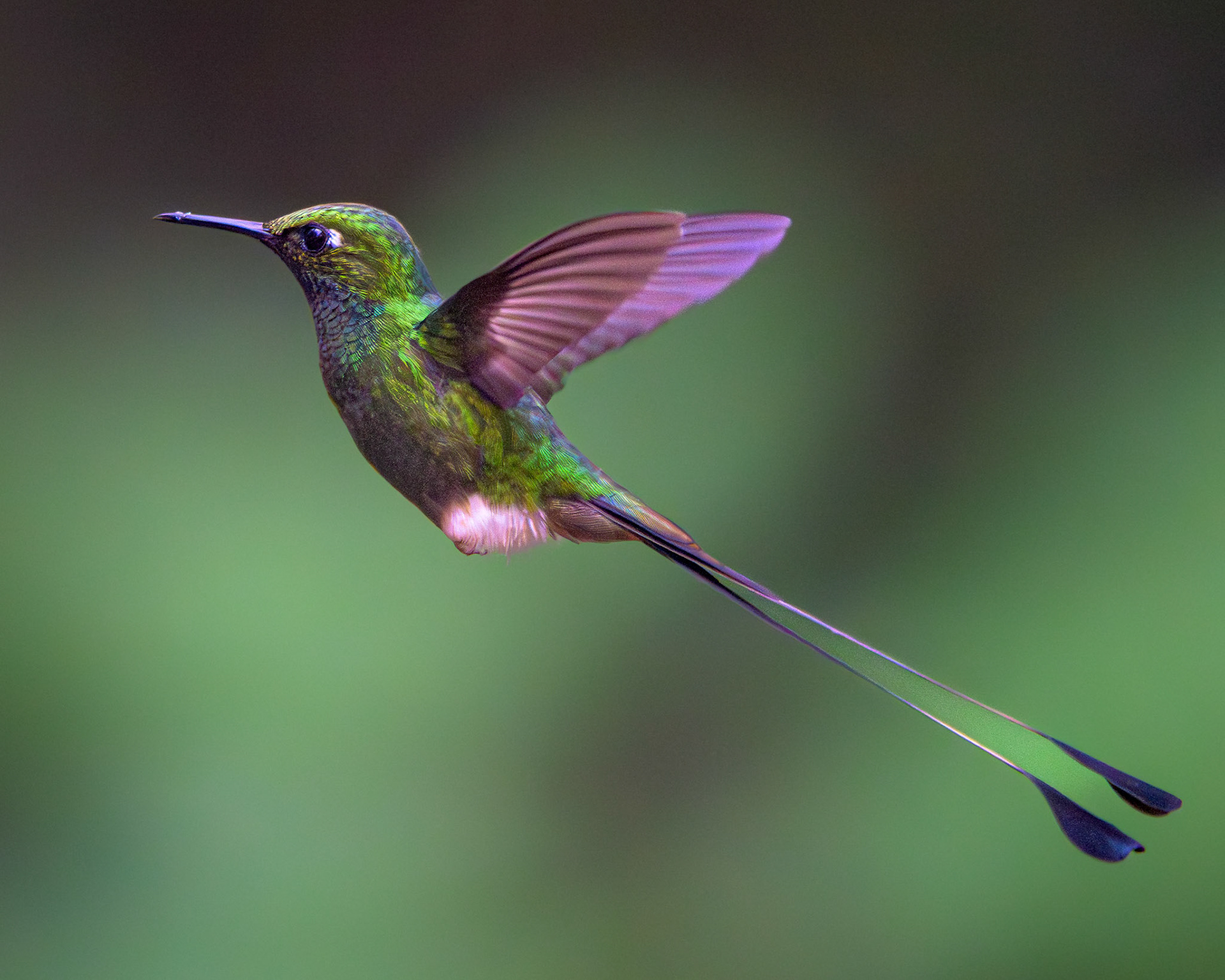 White-booted Racket-tail