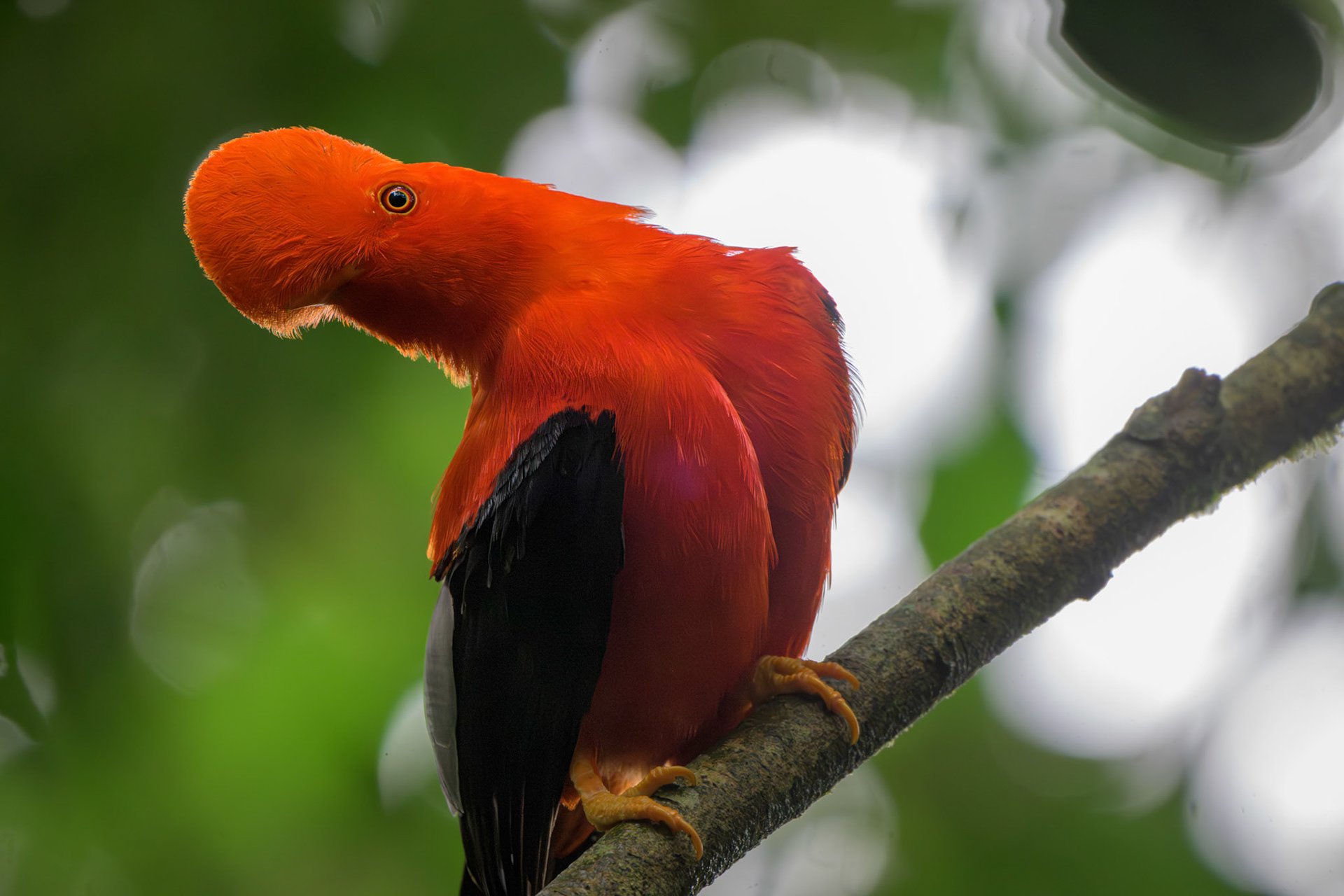 Andean Cock of the Rock