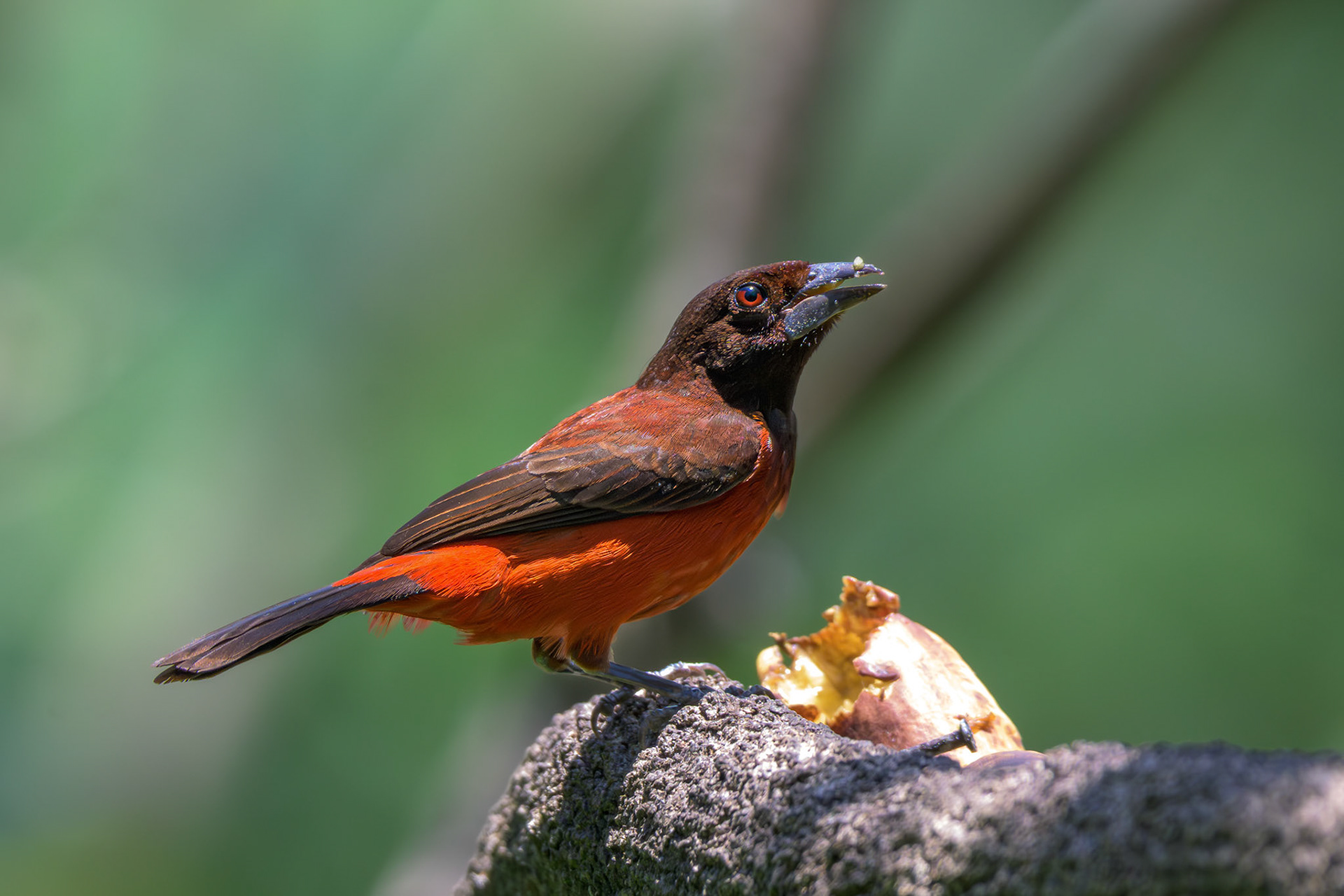 Crimson-backed Tanager