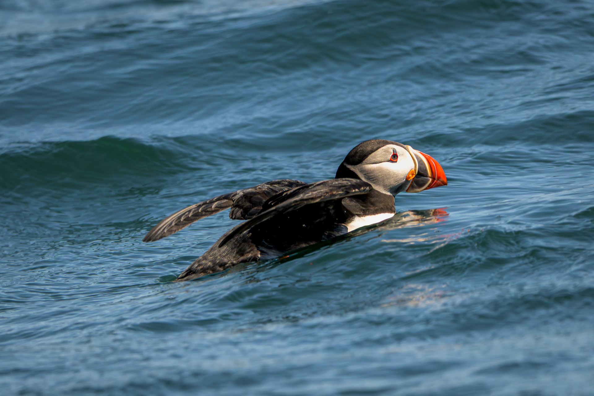 Atlantic Puffin