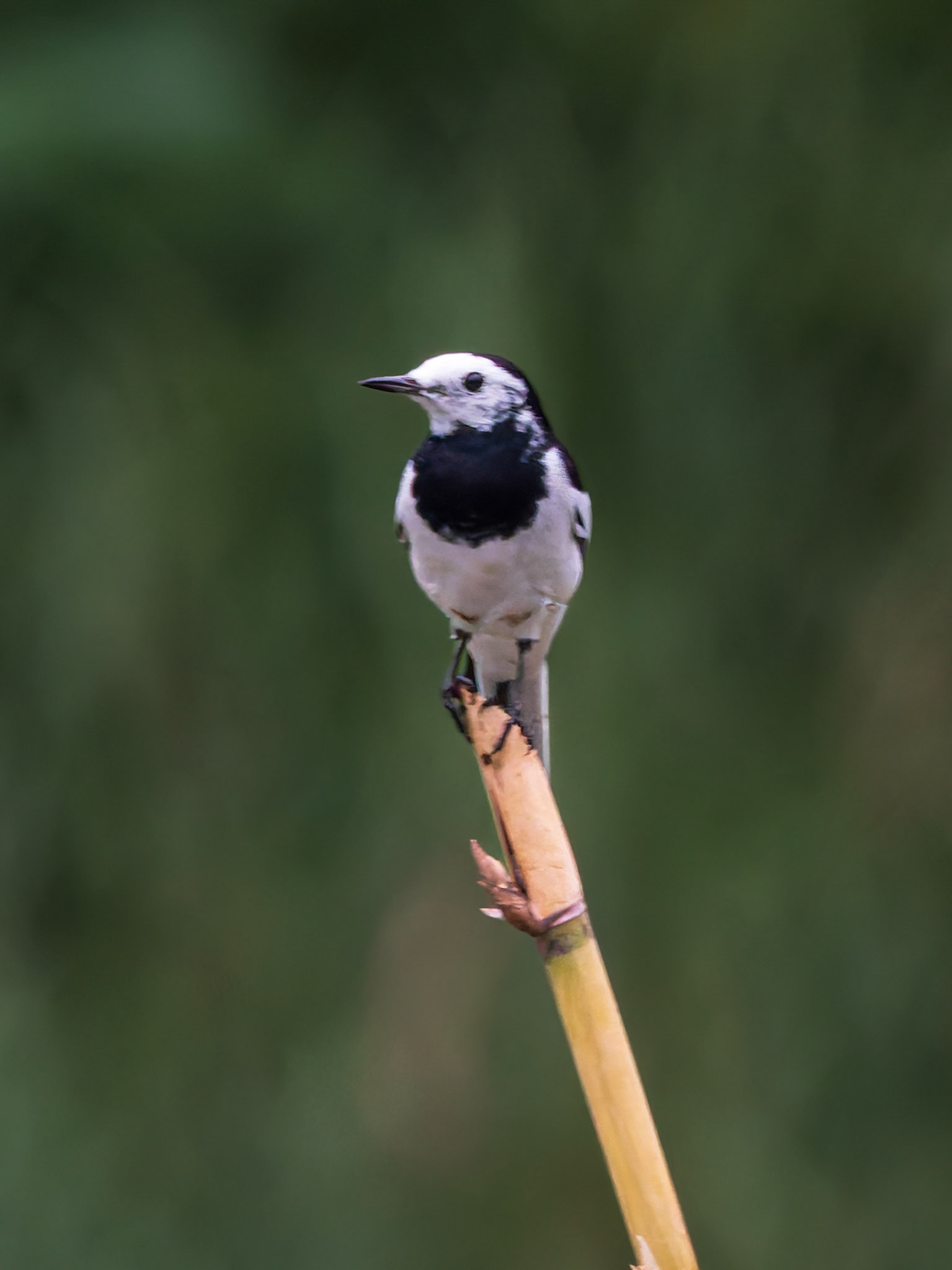 Black-backed Wagtail