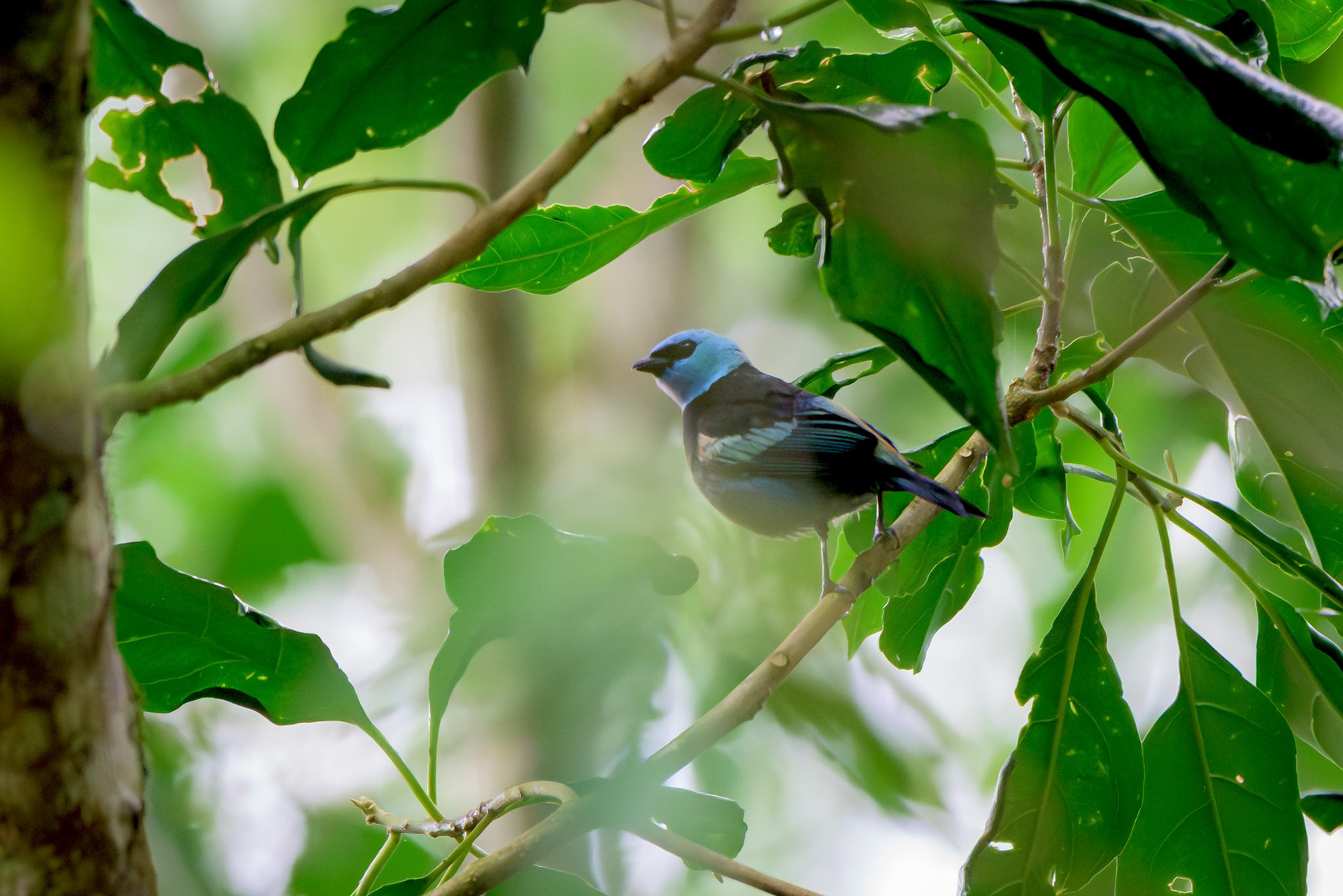 Blue-necked Tanager