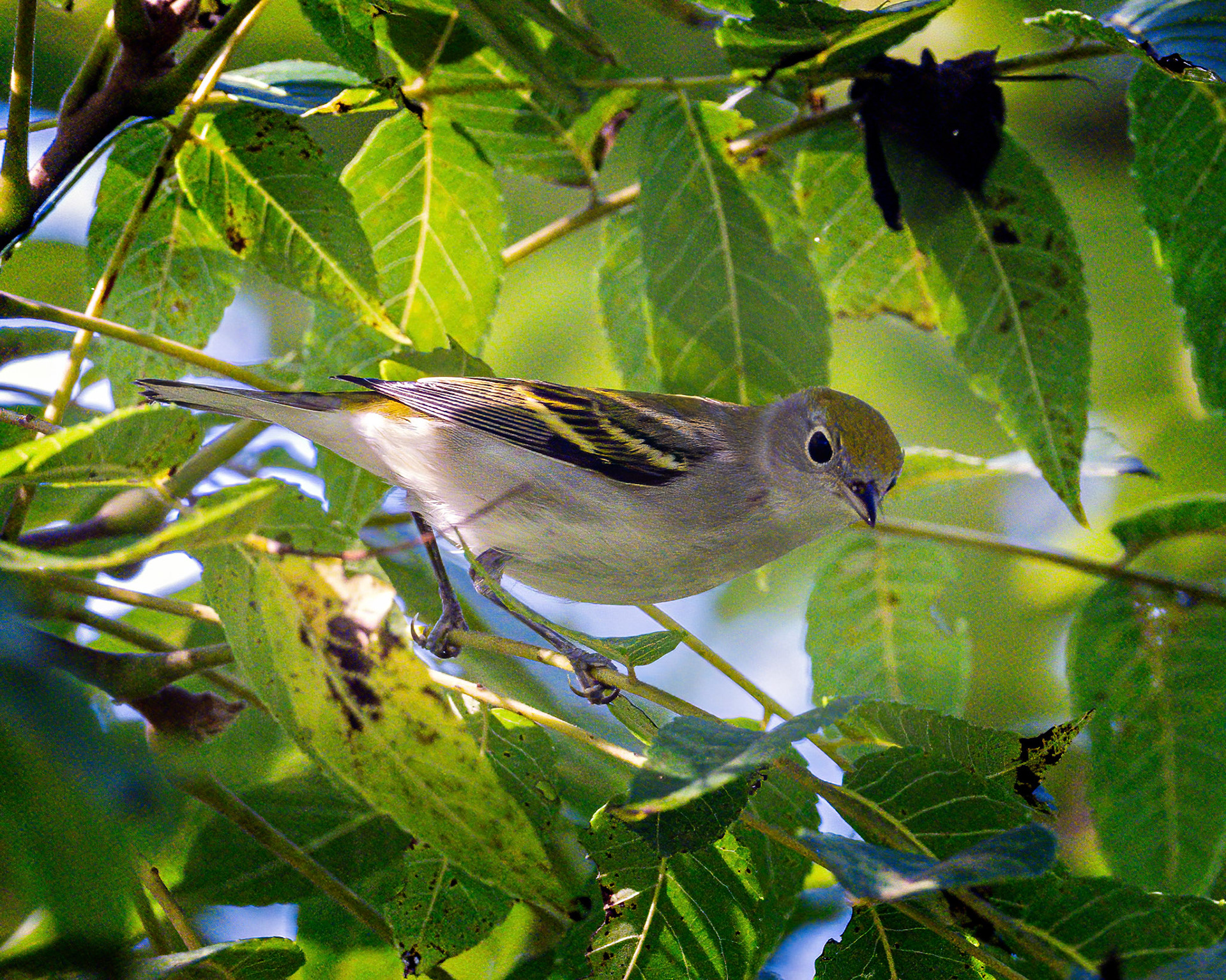 Chestnut-sided warbler