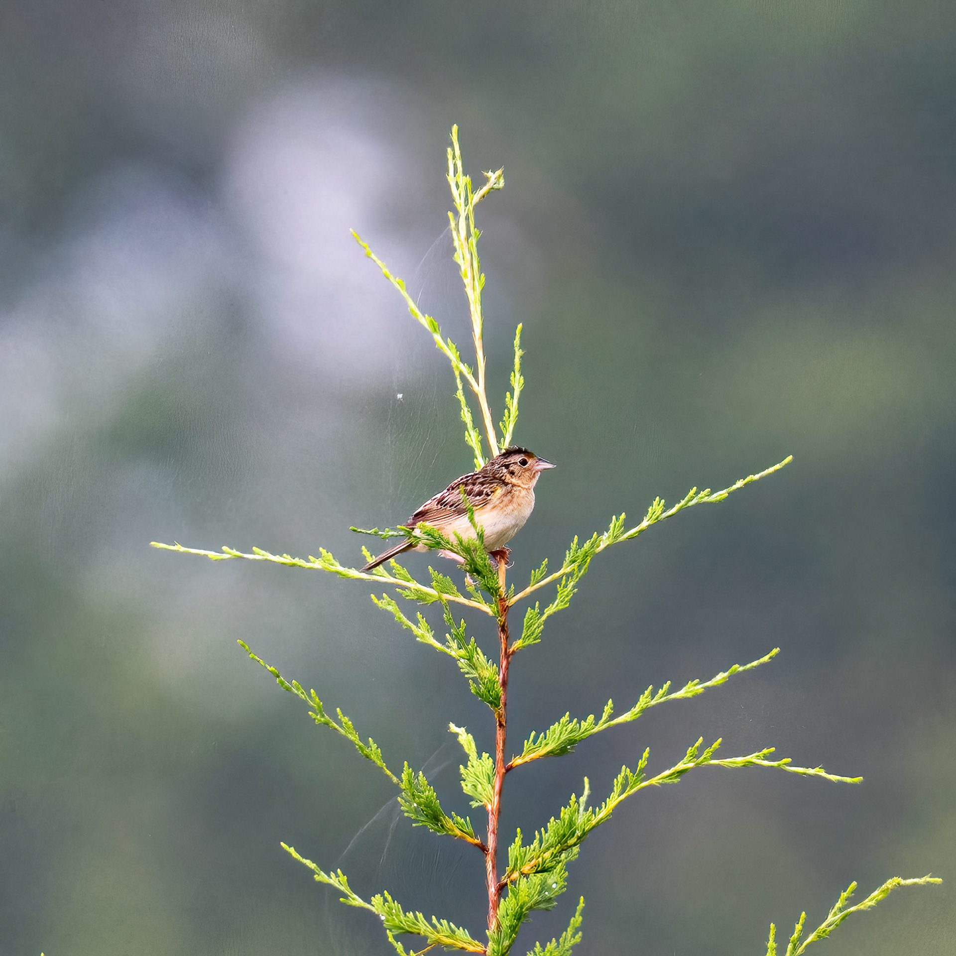 Grasshopper sparrow