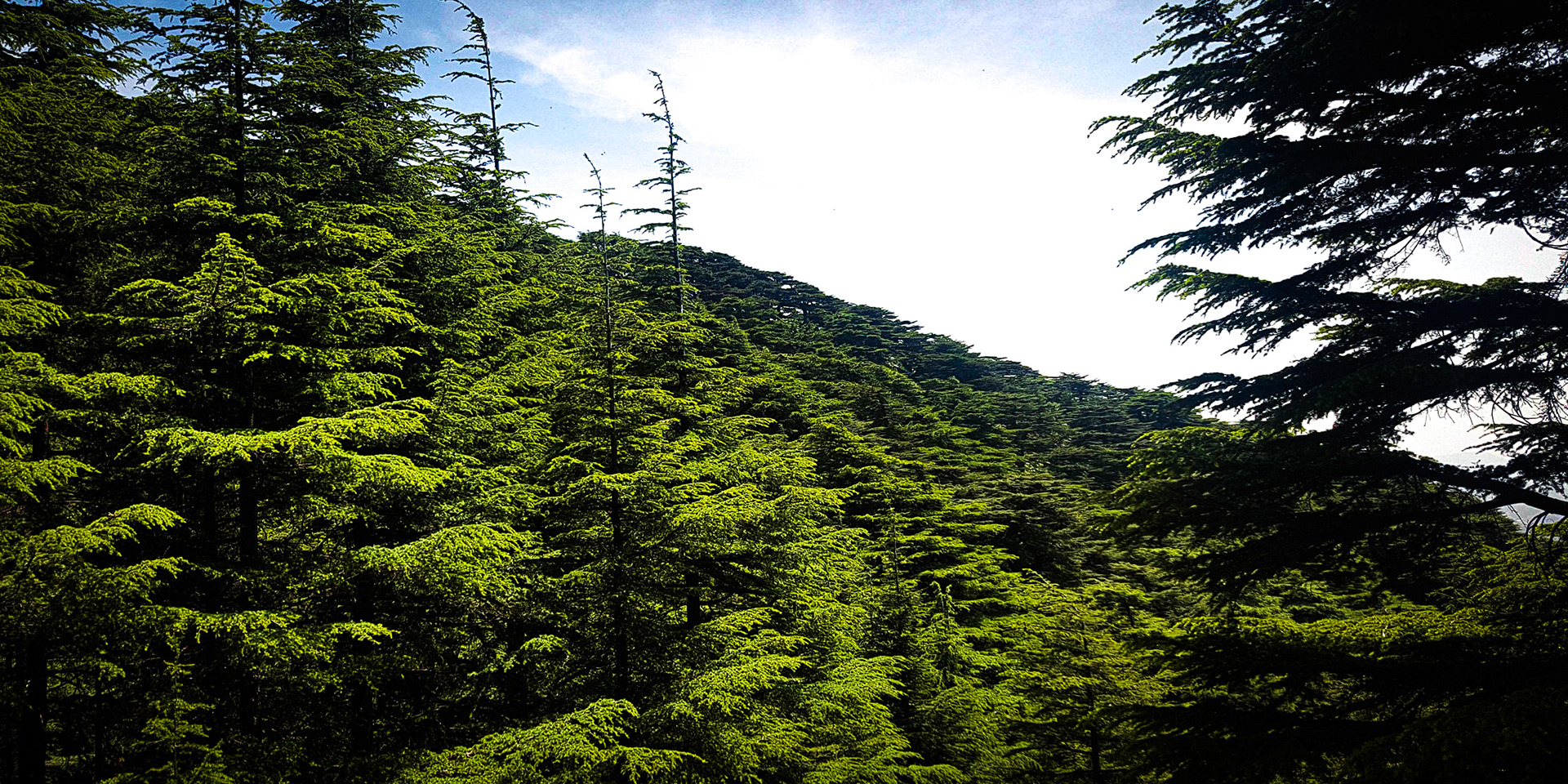 Al Shouf Cedar Forest