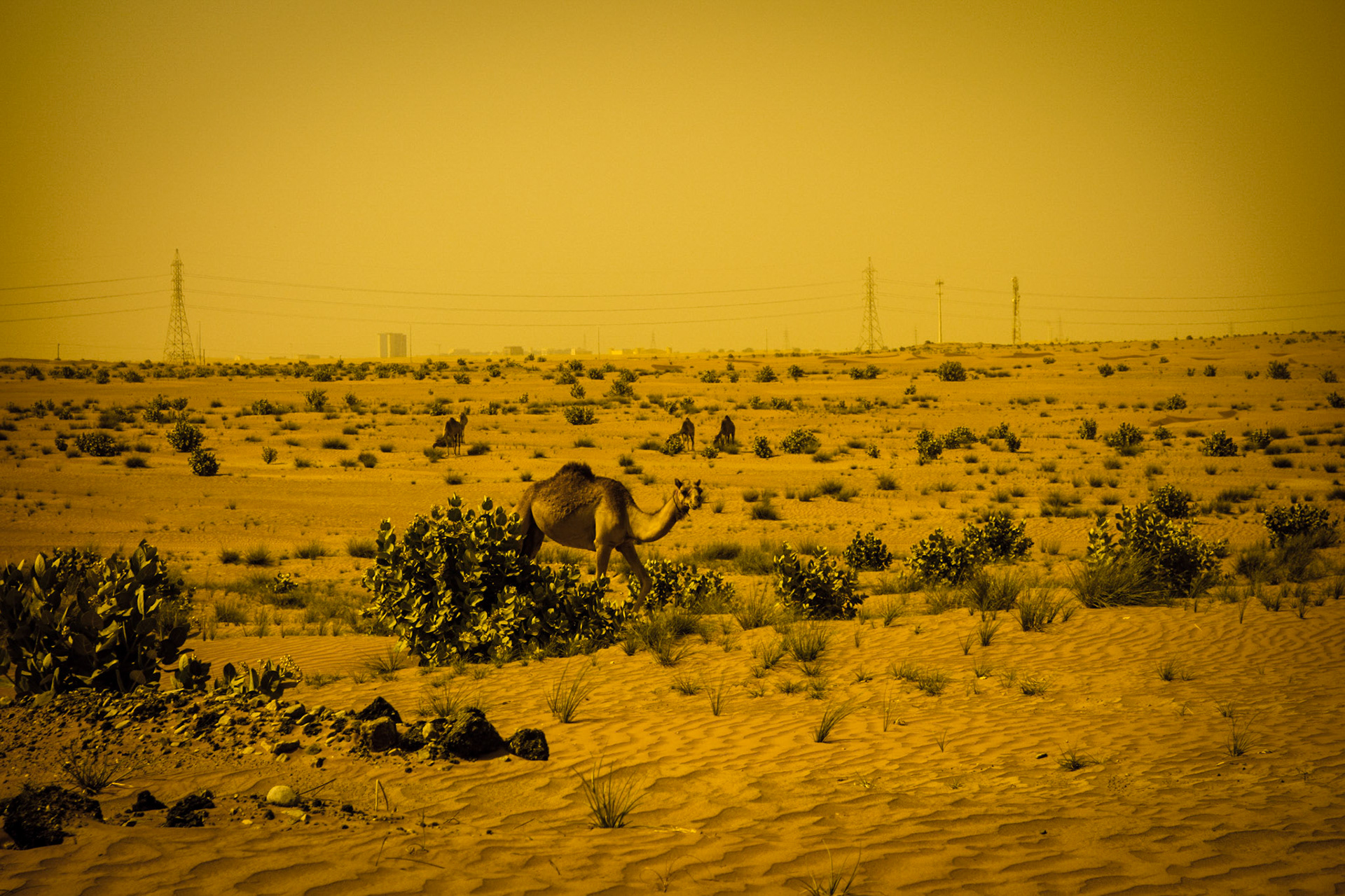 Camel in Ras Al khaimah