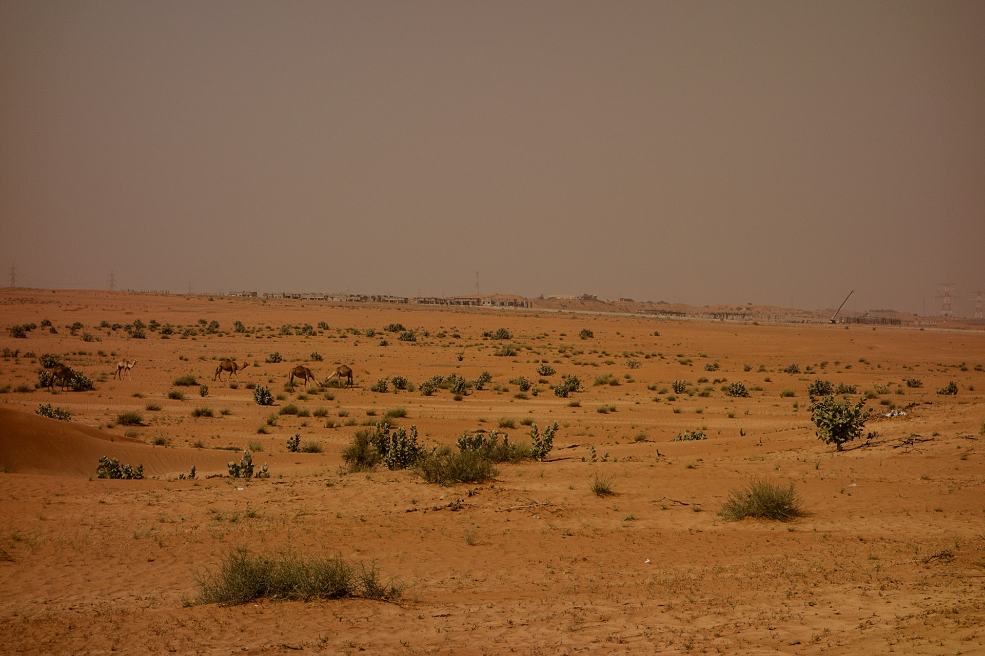 Ras Al khaimah Camel Desert