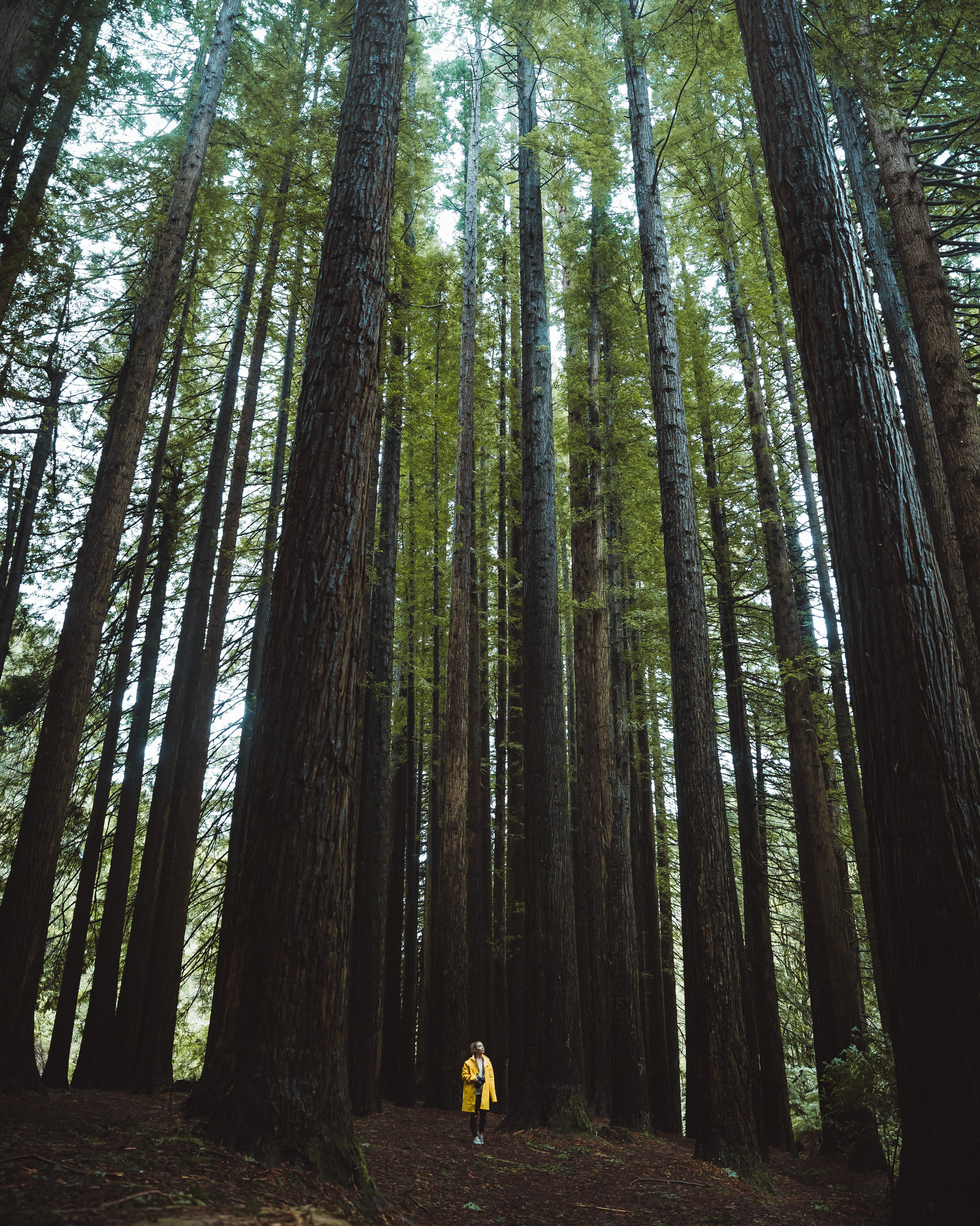 Californian Redwood Forest Otway's