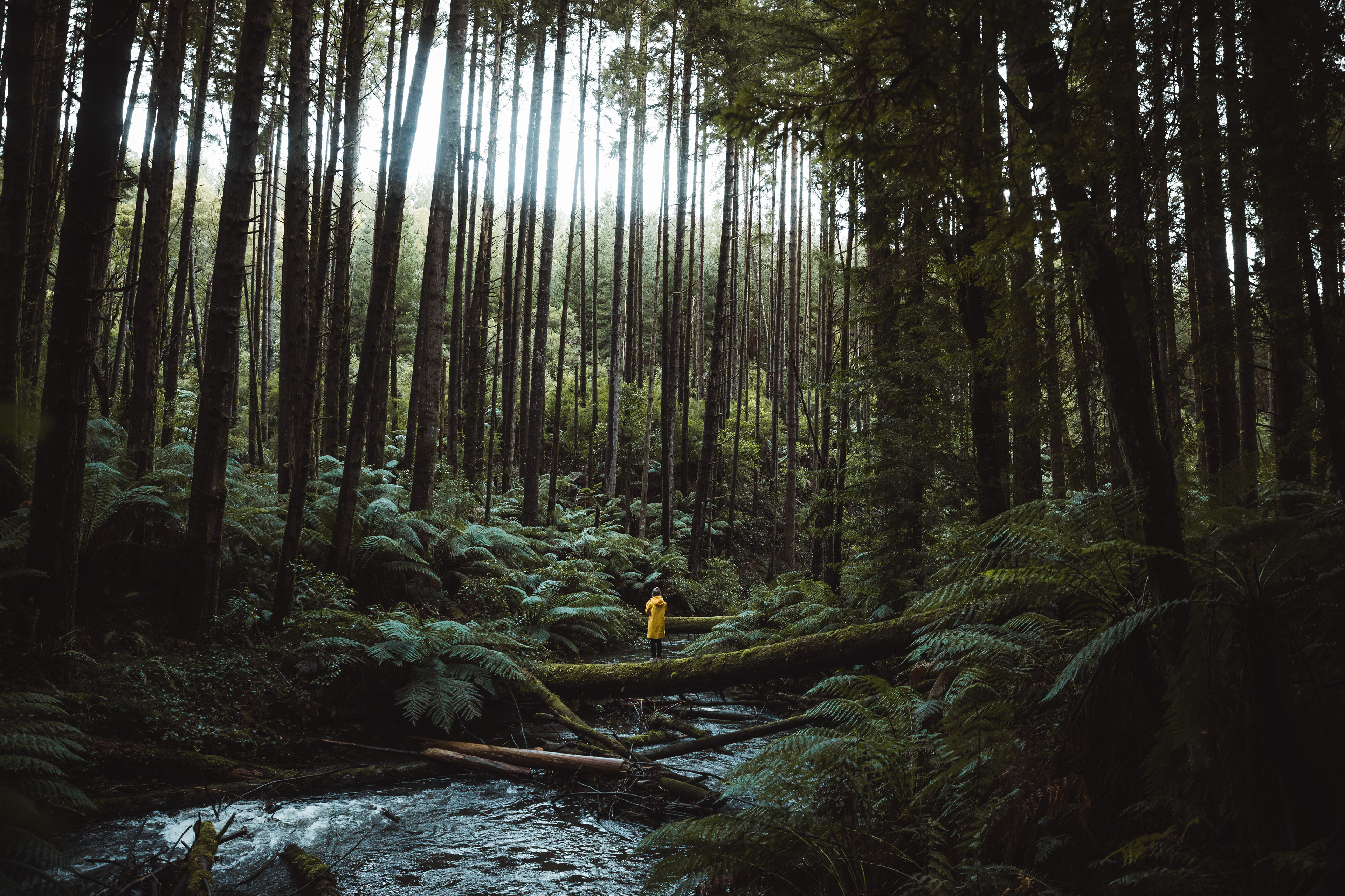 California Redwoods Otways