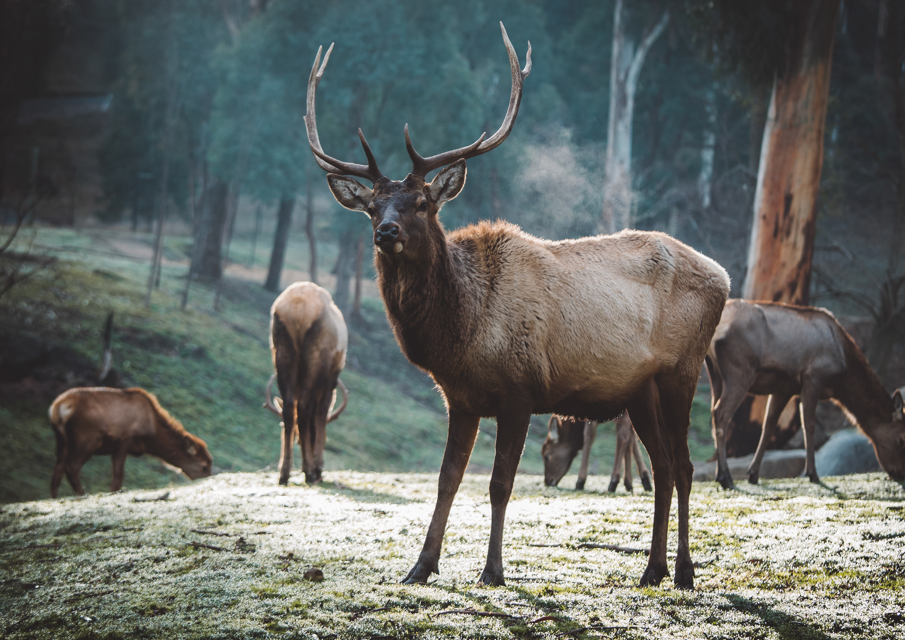 Marysville Elk
