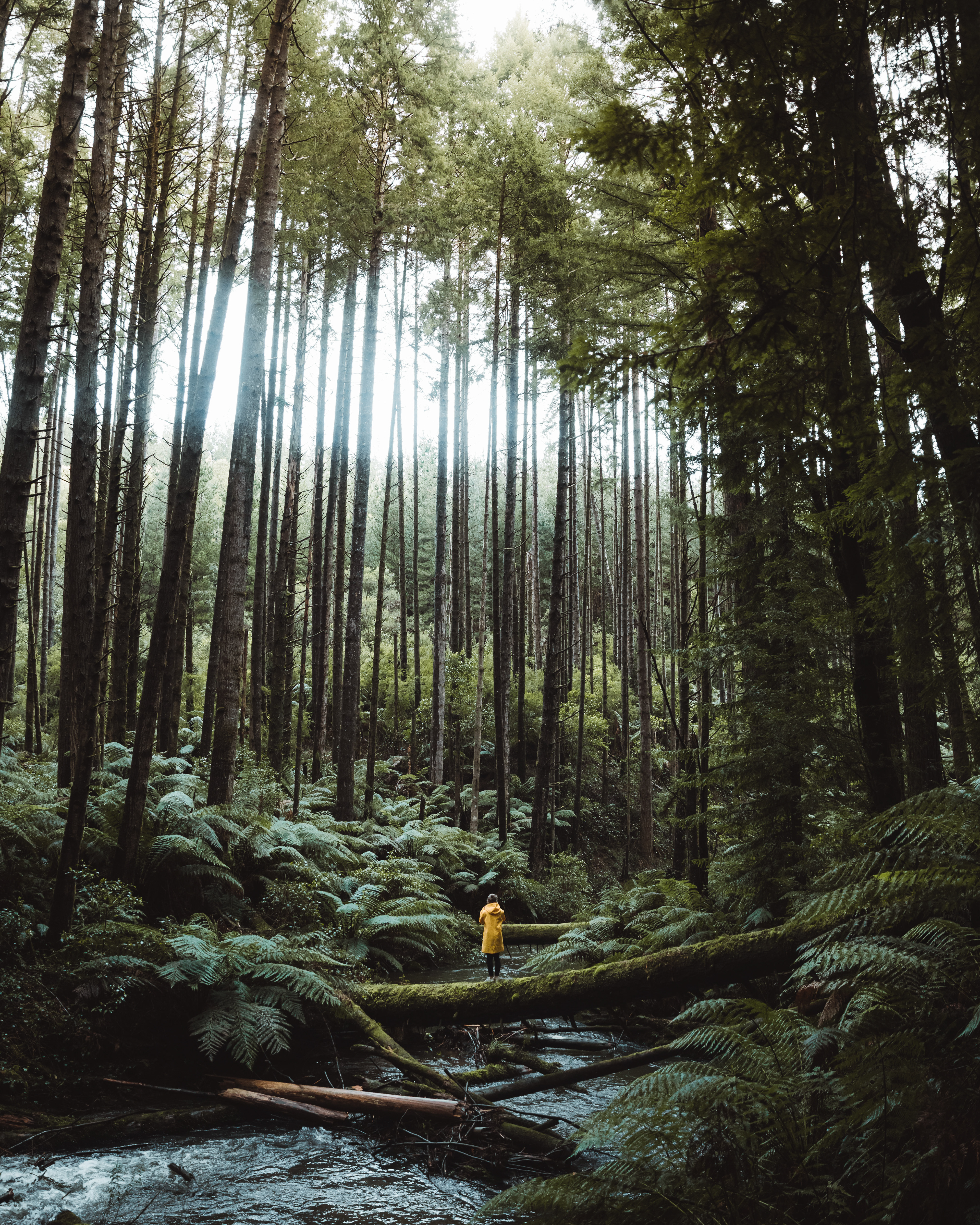 California Redwood Forest