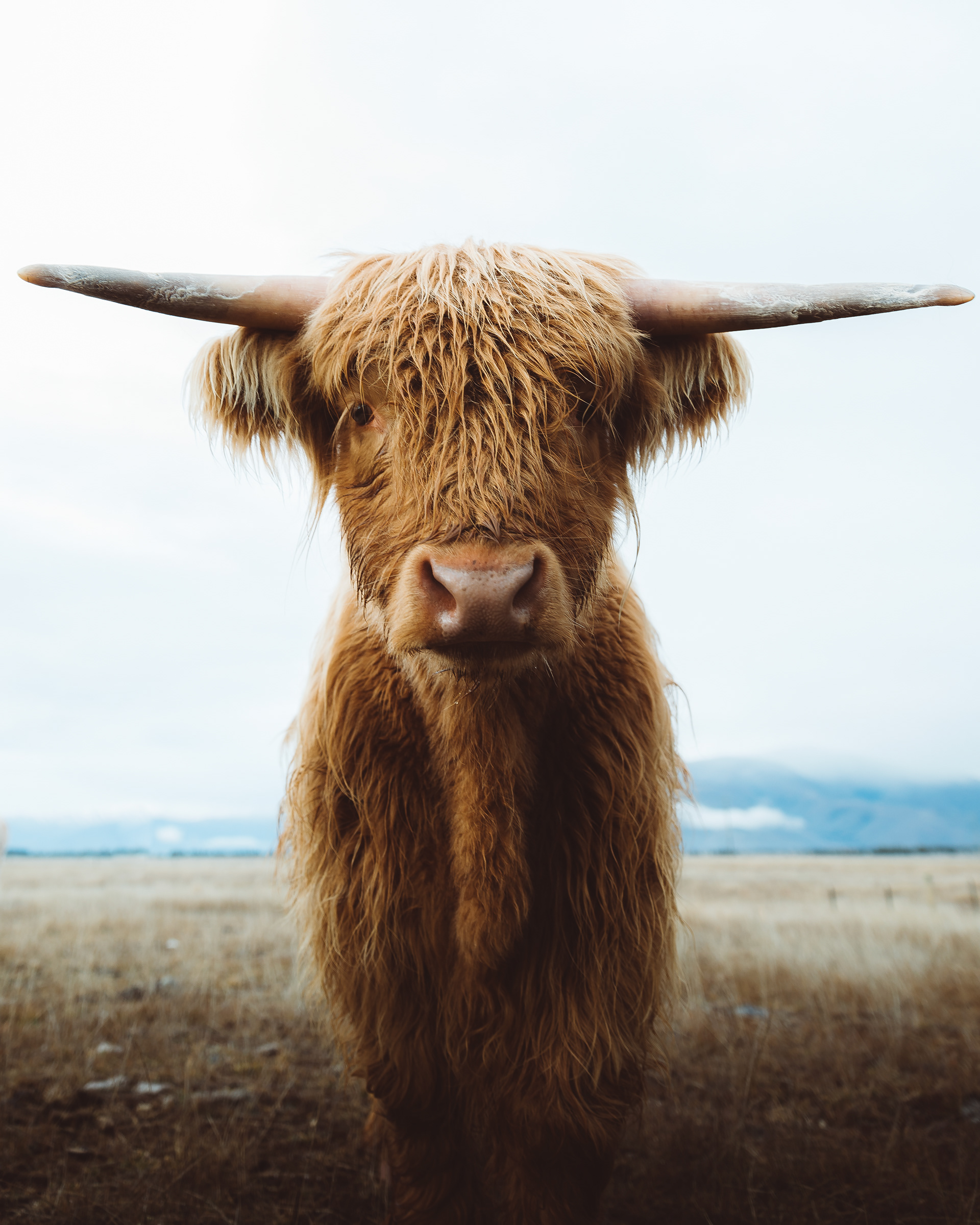 Twizel Highland Cow