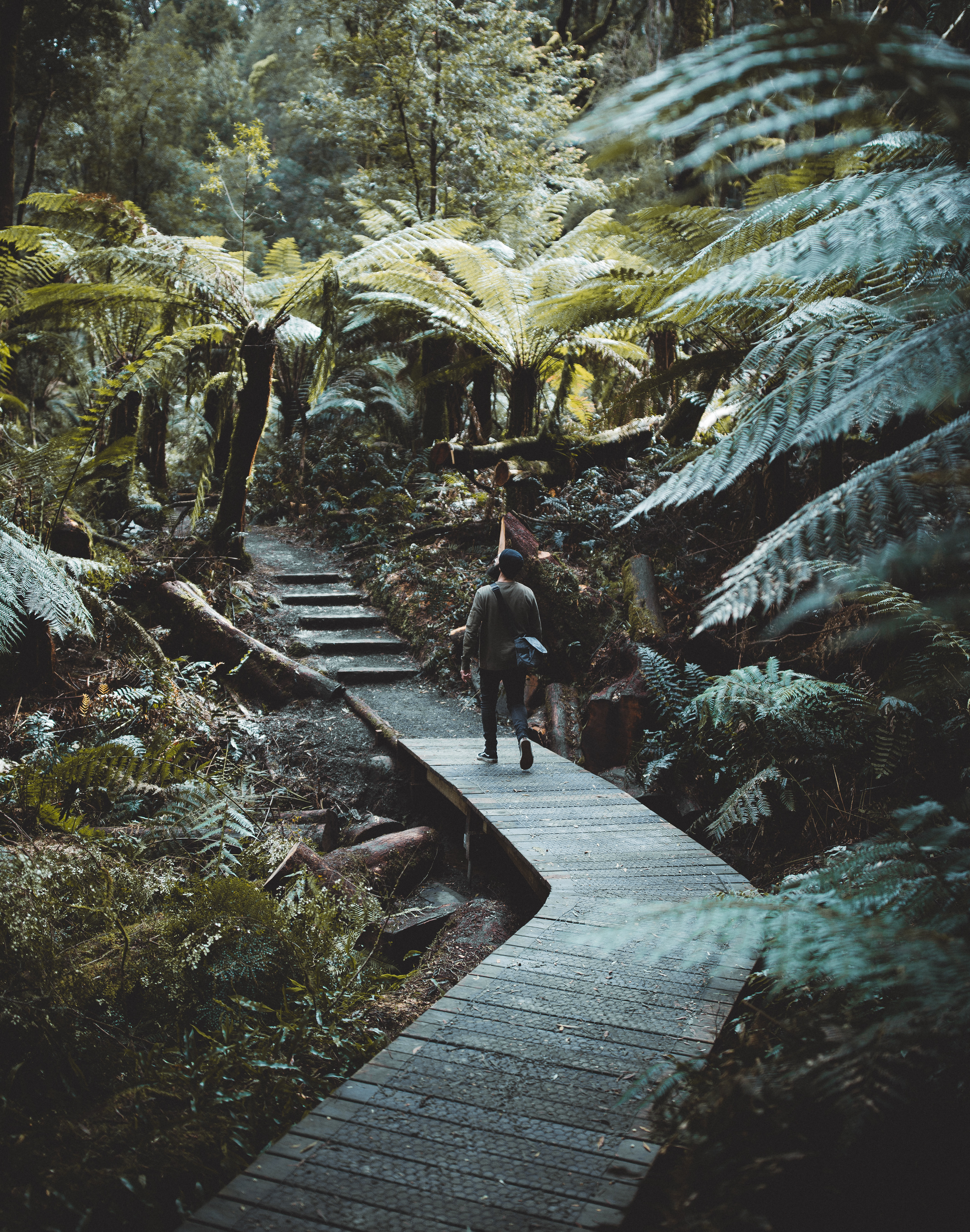 Beauchamp Falls walking trail
