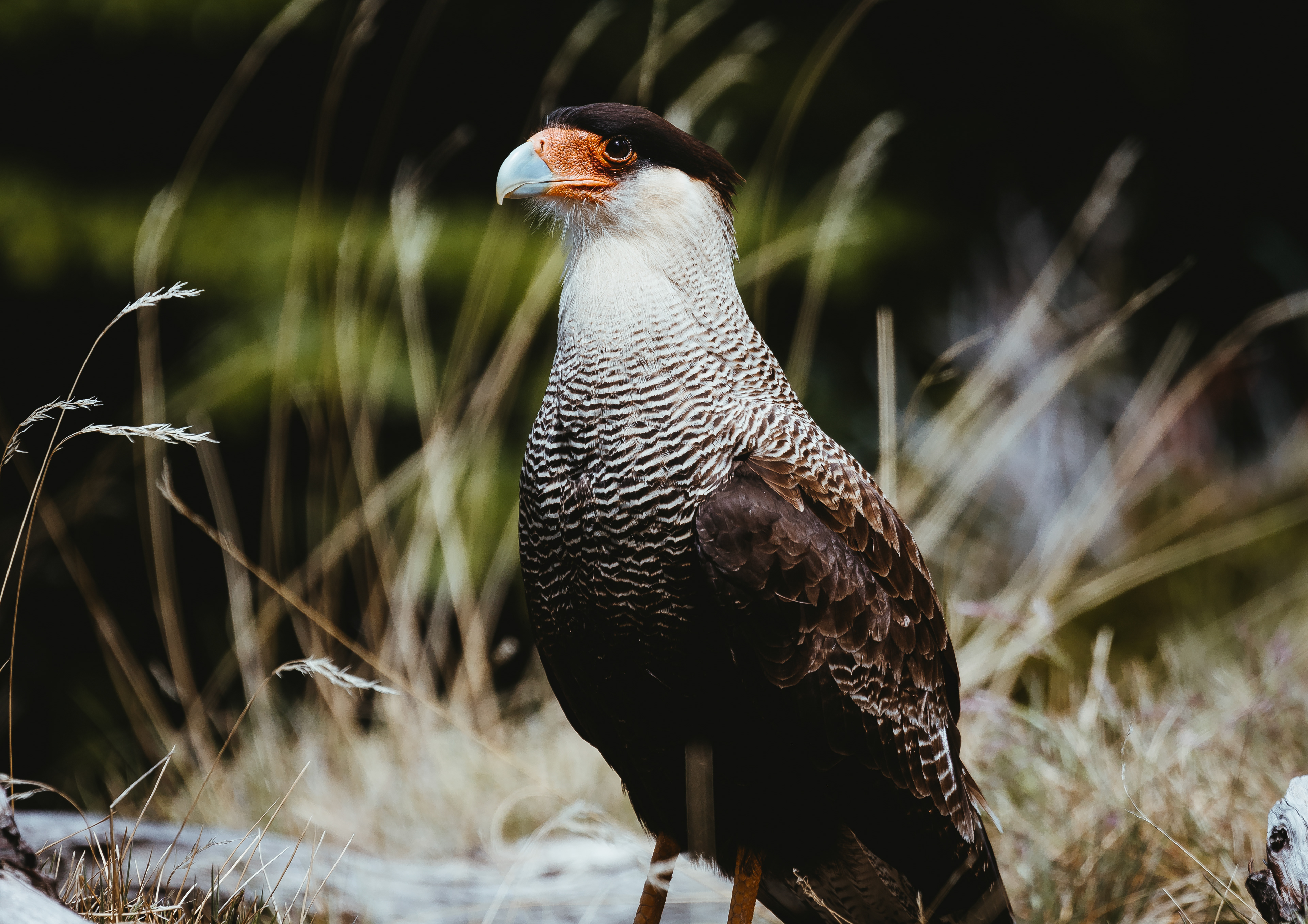 Southern Crested Caracara