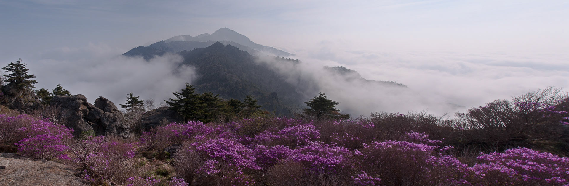 Mountain azaleas on the Baekdu-daegan in Jiri-san, RoK (2013). 