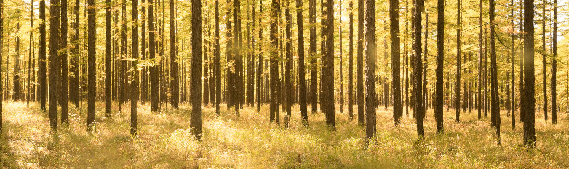 Larch Pine Forests of the Paektu plateau in Samjiyon-gun, Ryanggang-do, DPRK (2017). 
