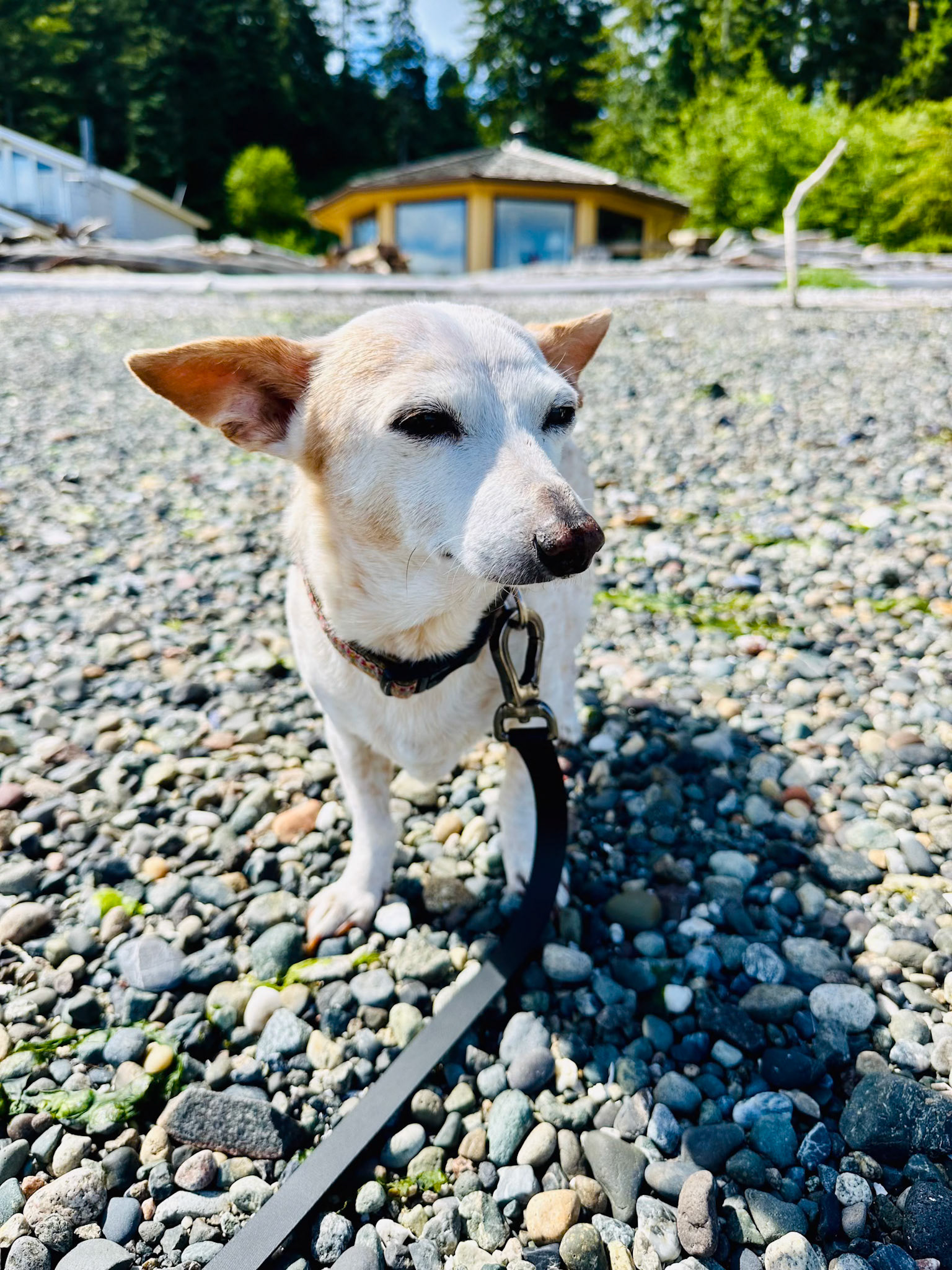 Hazel, may you rest in peace, and always with another treat – Ken the Photographer