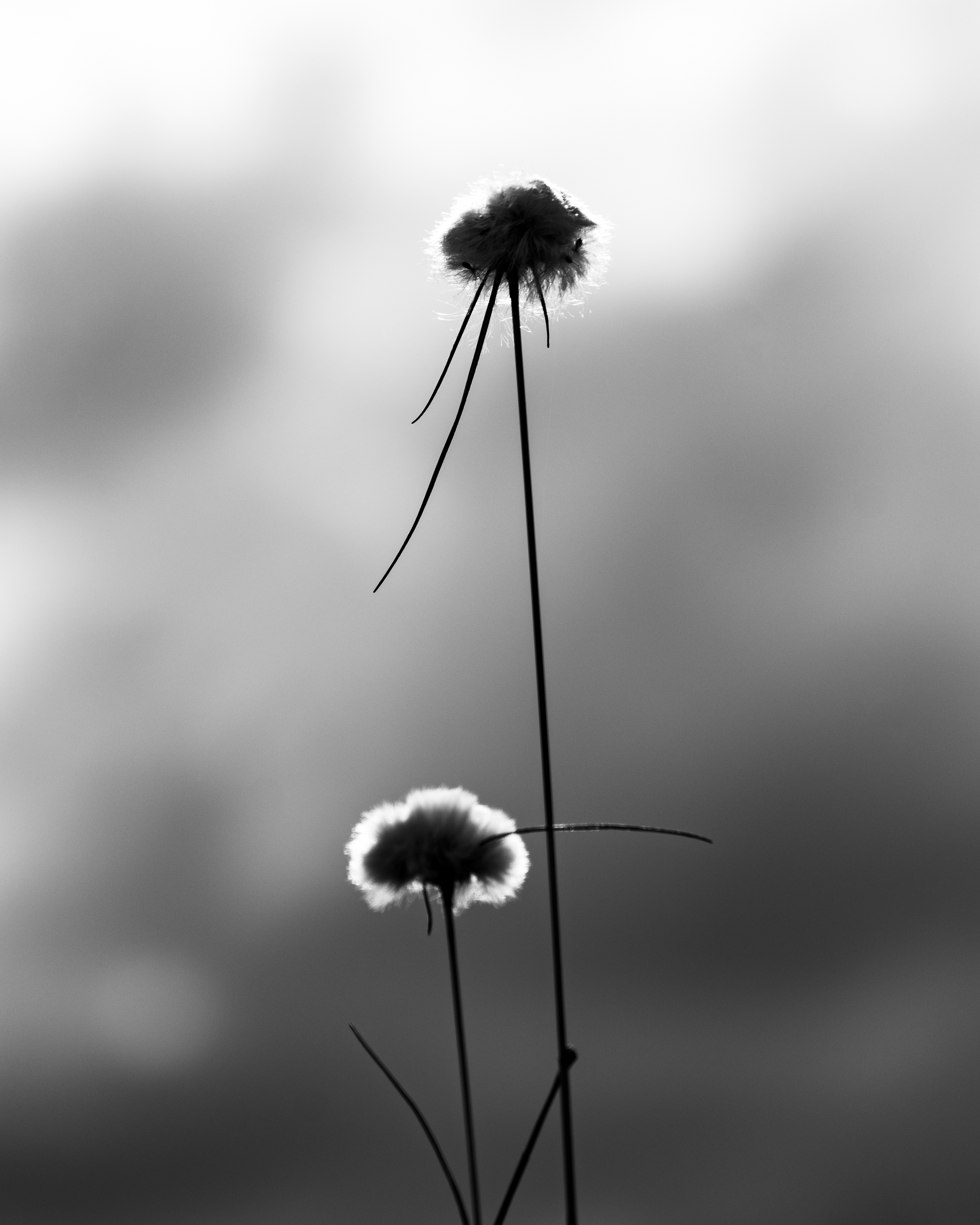 Orono Bog Walk, Maine
